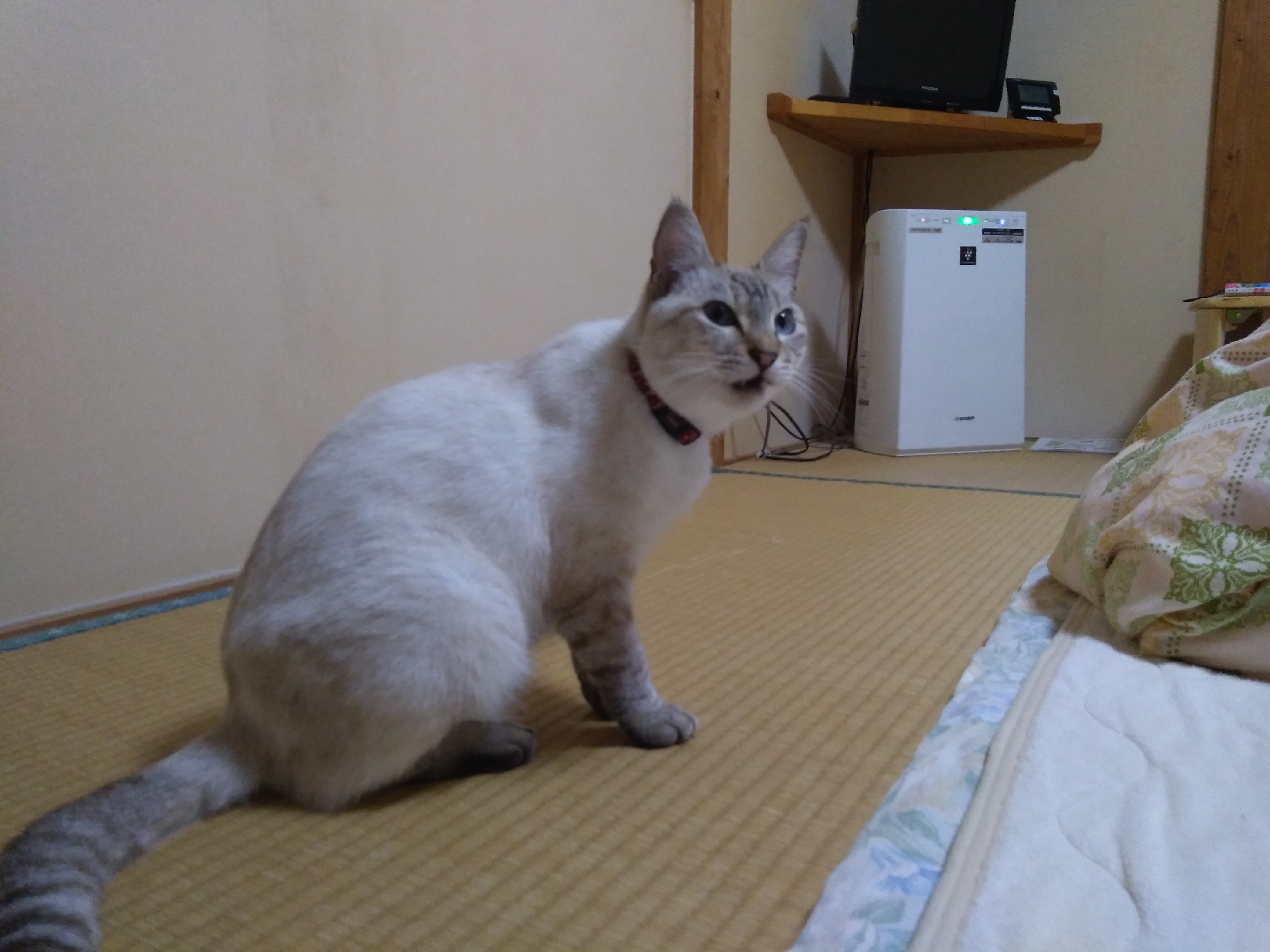 0aee56e105ef872be8ade9b341955e0a322a2c6e.78.2.1.jpg