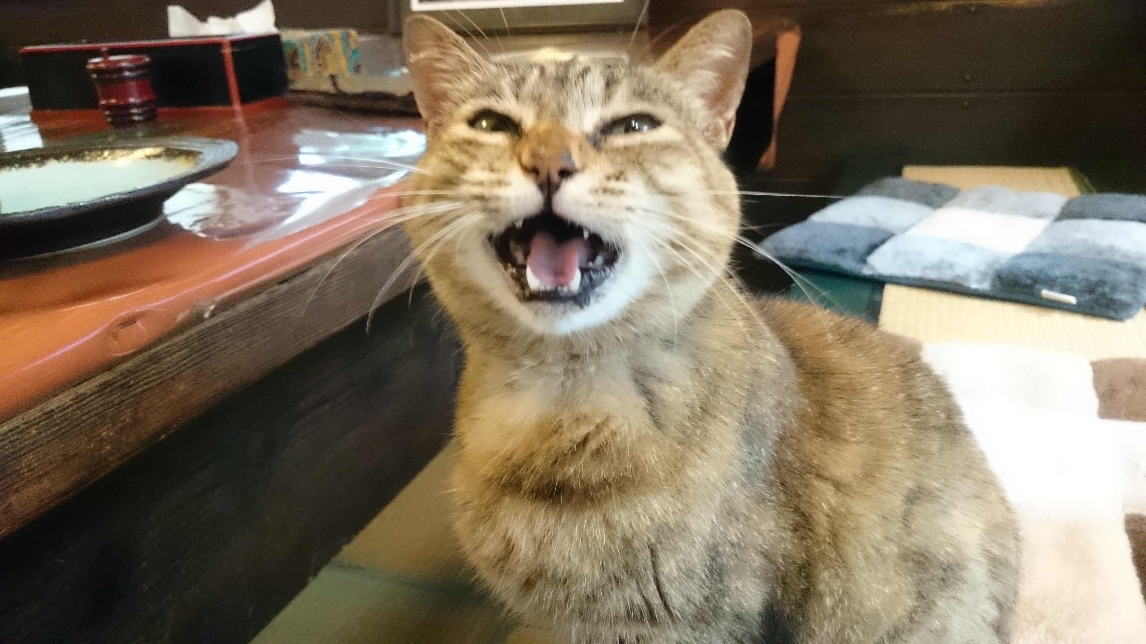 9366db6f13cadb5f14ee04d2af0c3ac086ff9033.49.2.1.jpg