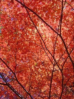 19007af8d8f1a3a7122542a9bc5a4da566c4c70b.94.2.1.jpg