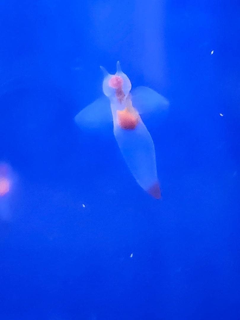 profile