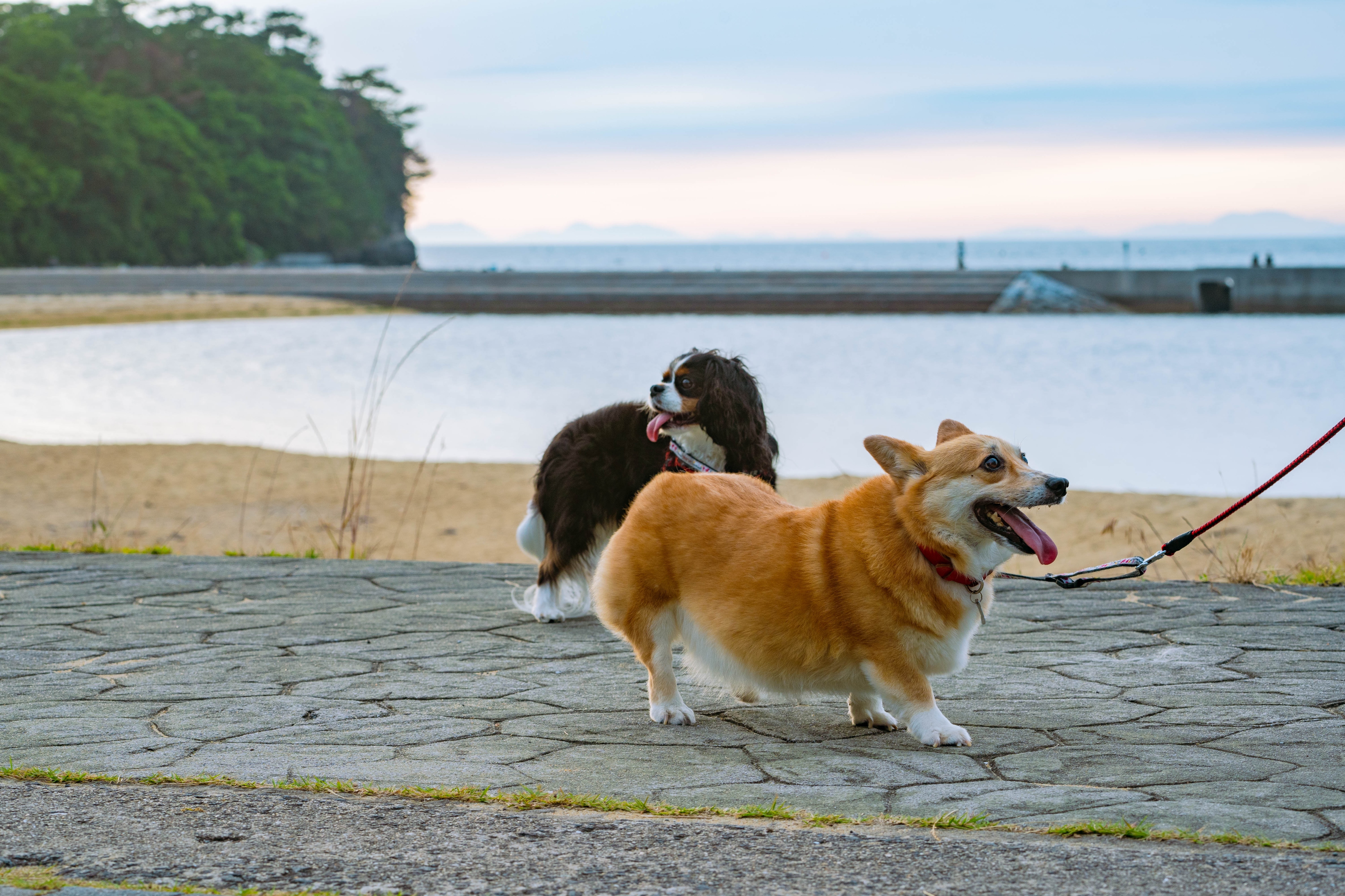 Xe kéo thân thiện với vật nuôi