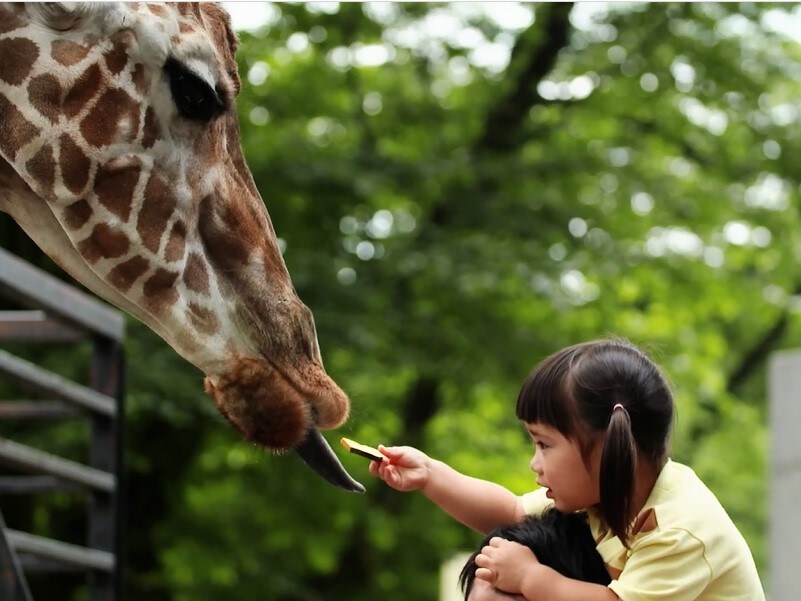 Plan with admission ticket to Utsunomiya Zoo