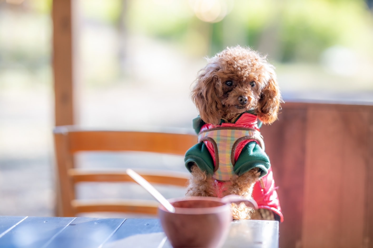 Glamping with your dog