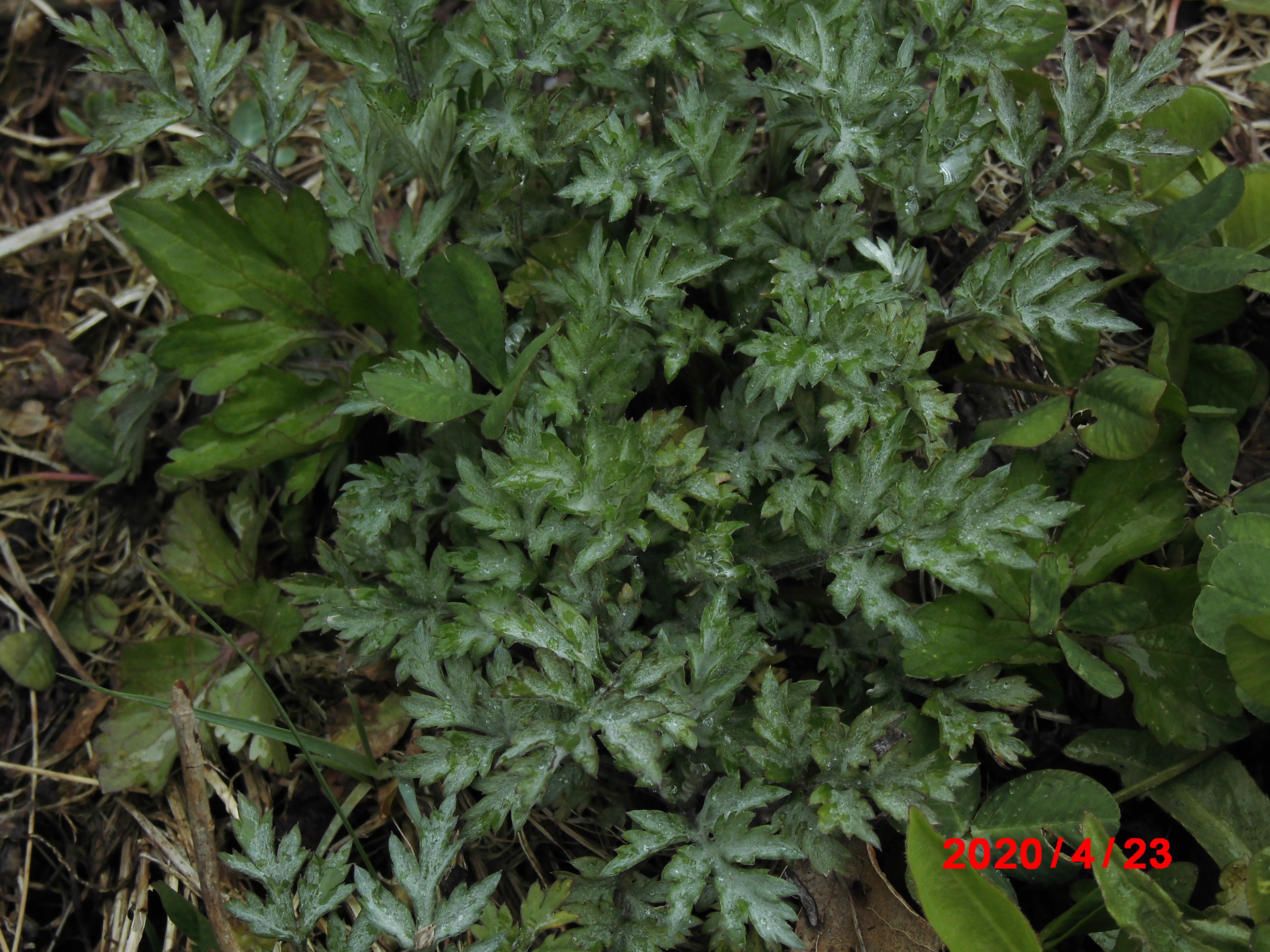 Mugwort on the mountain behind our house