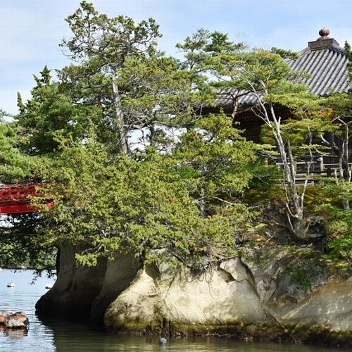 มัตสึชิมะ โกไดโด