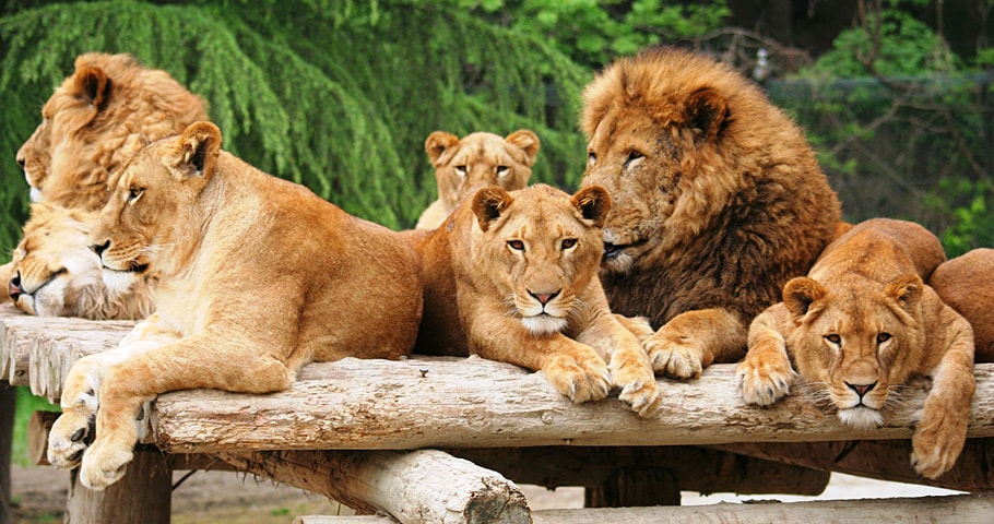 The king of animals! Lion