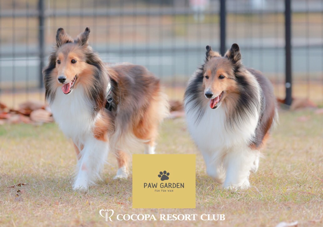 Công viên chó Cocopa Resort “PAW GARDEN”