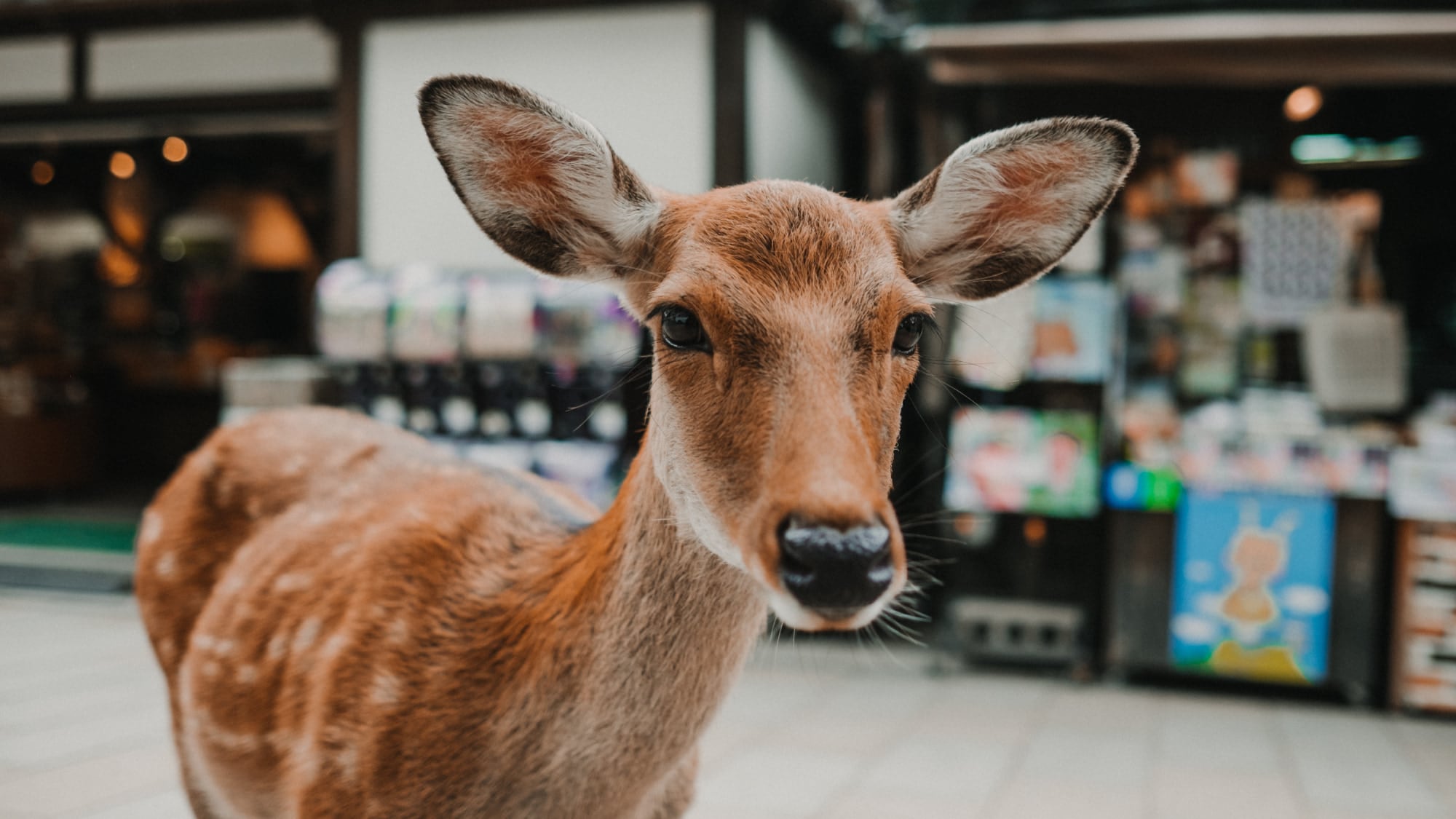 Deer in the city