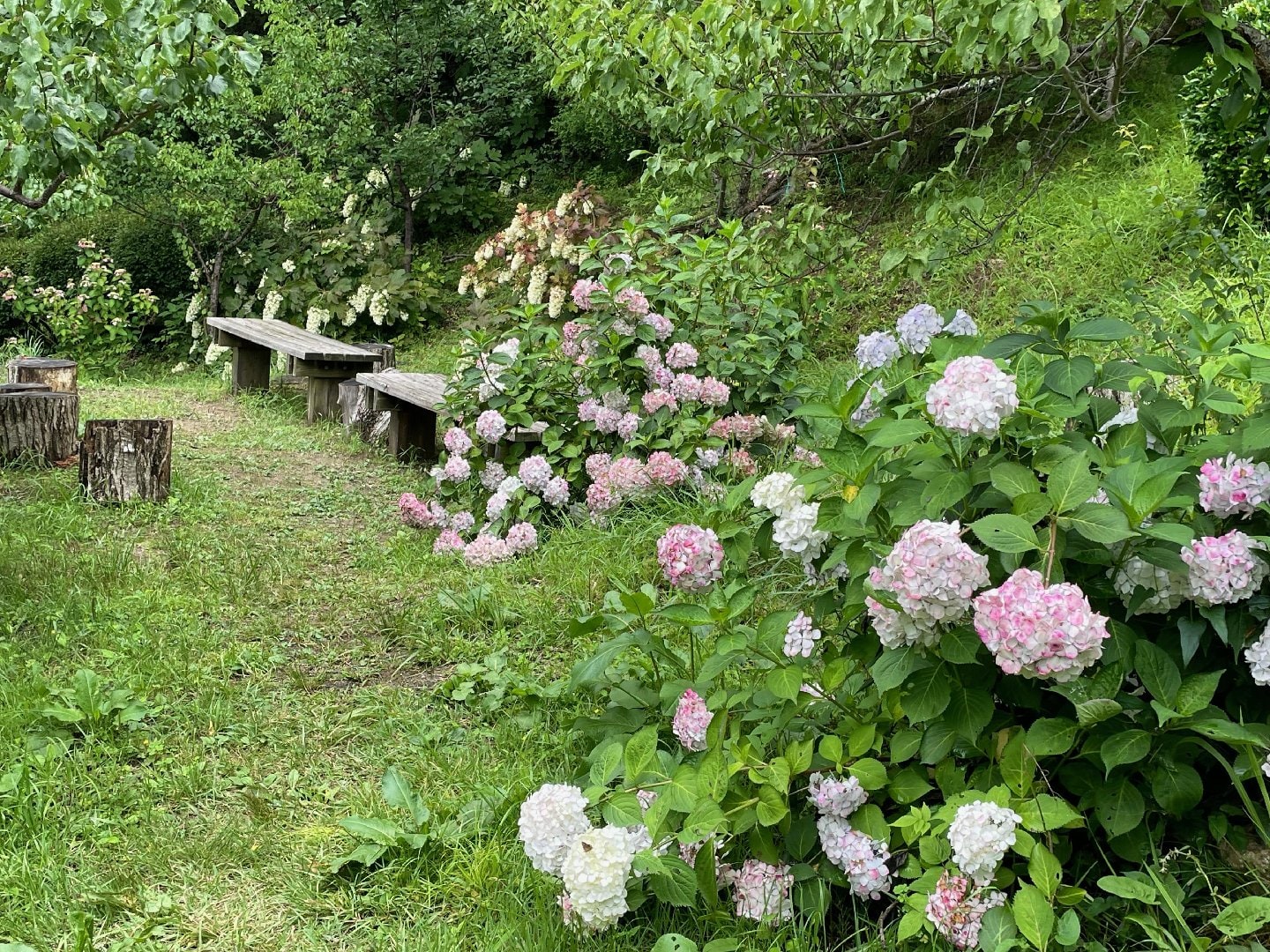 IMG_3875.jpeg