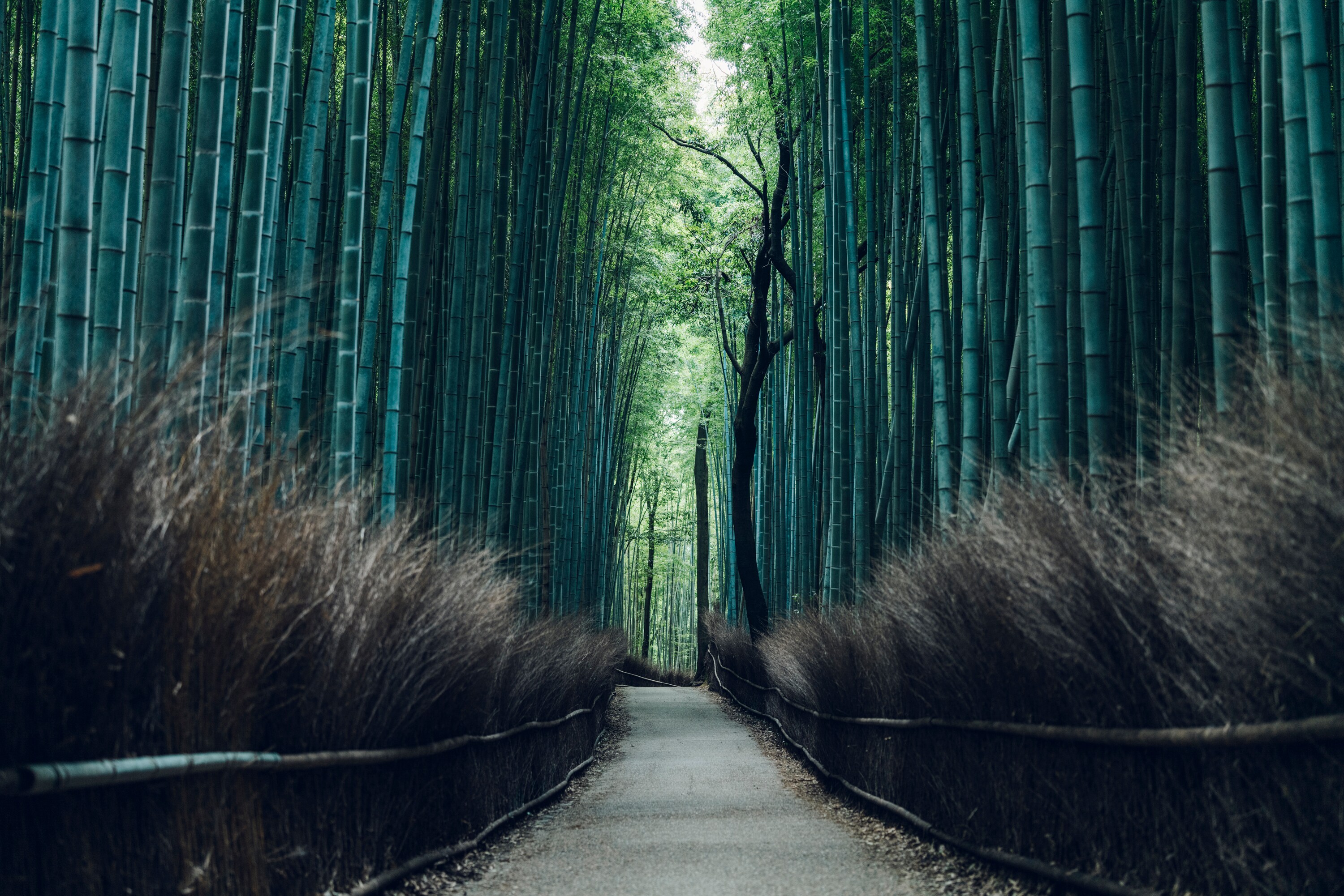 Pemandangan Arashiyama