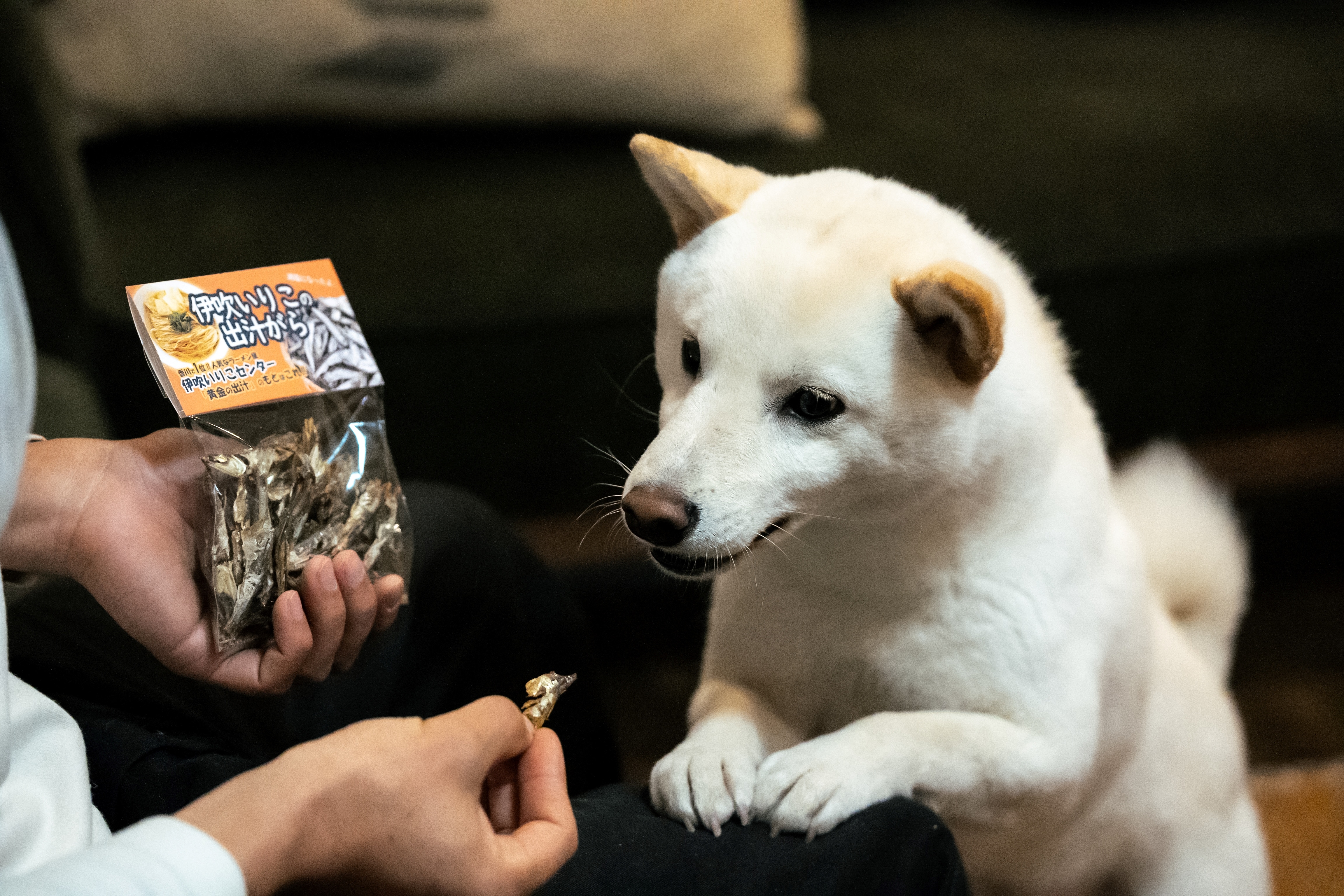 Dog + dried sardine
