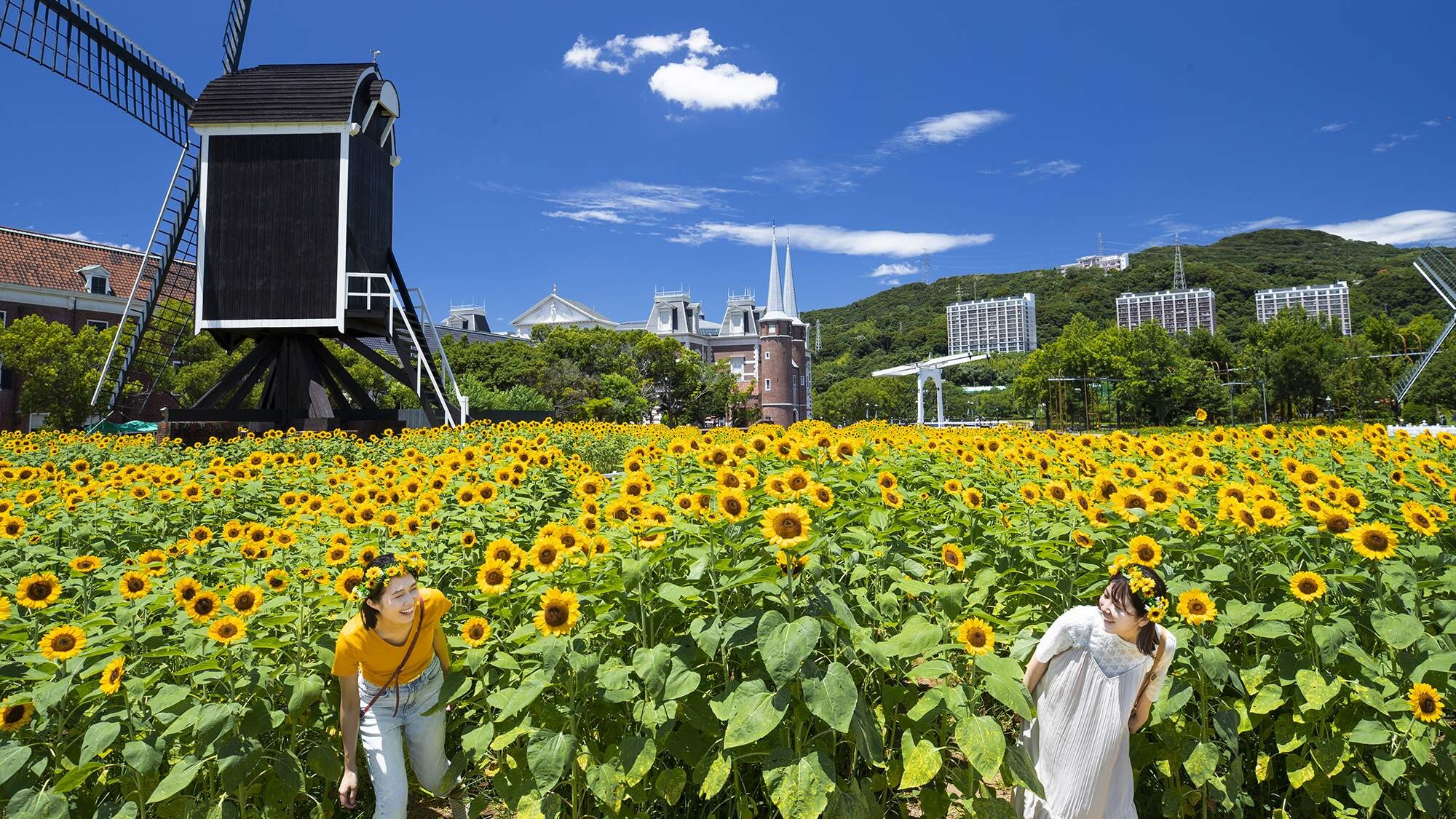 ไม่ว่าจะมองไปทางไหนก็สามารถมองเห็นดอกทานตะวันที่บานสะพรั่ง 360 องศาได้อย่างตระการตา