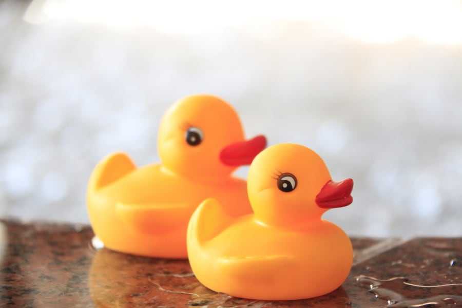 Duck