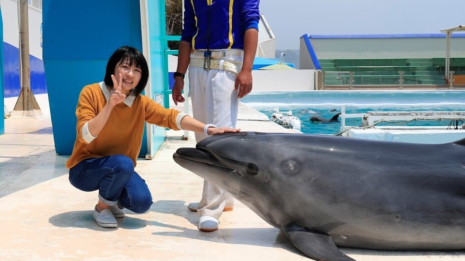 觸摸海豚