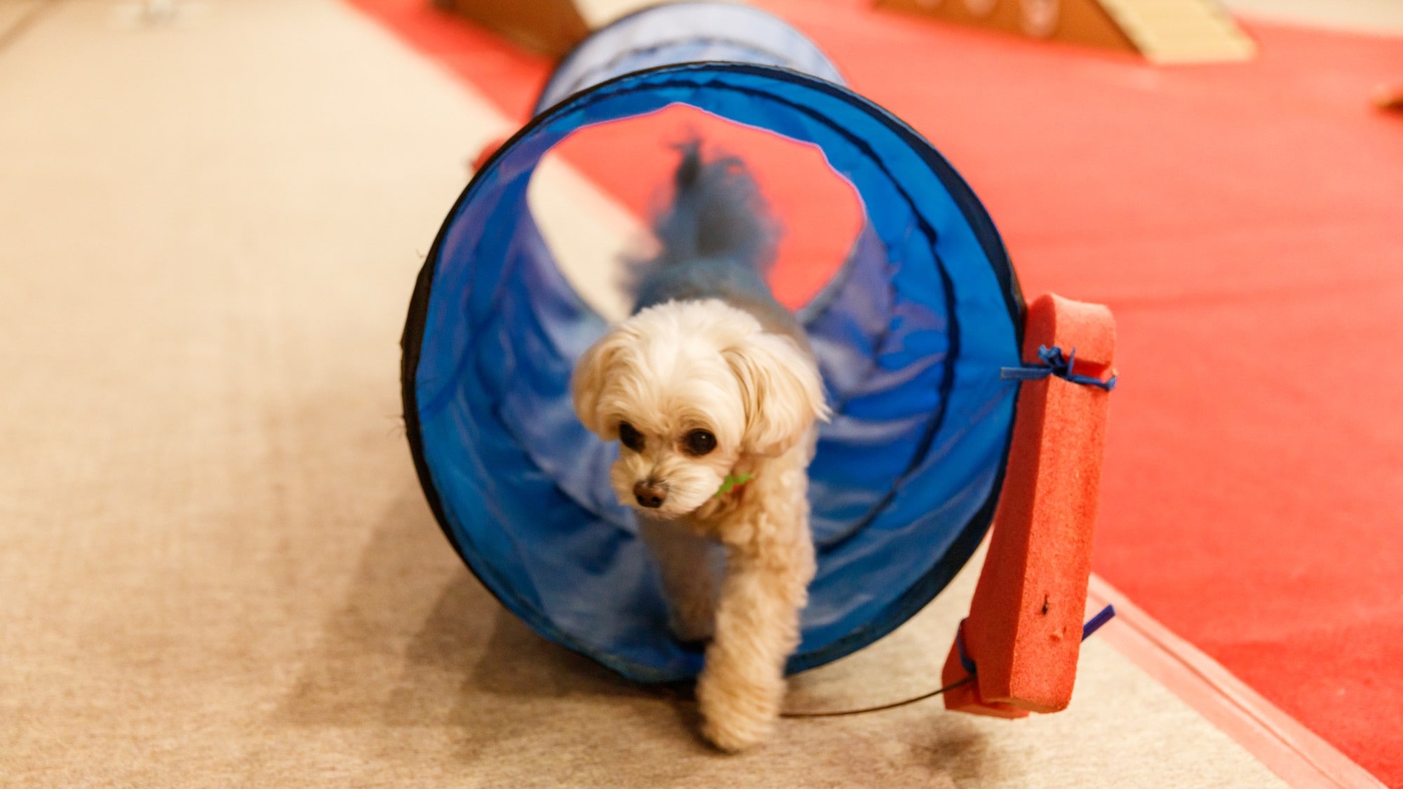 Indoor dog run