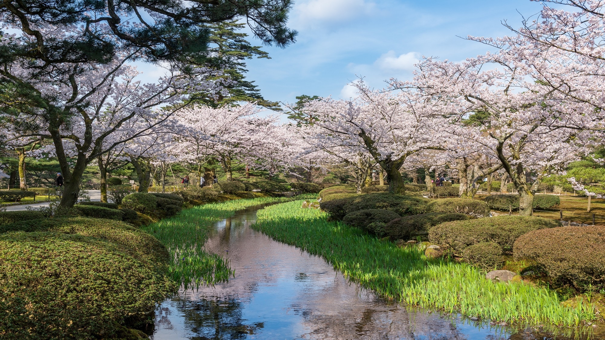 Cherry blossoms and Kenrokuen