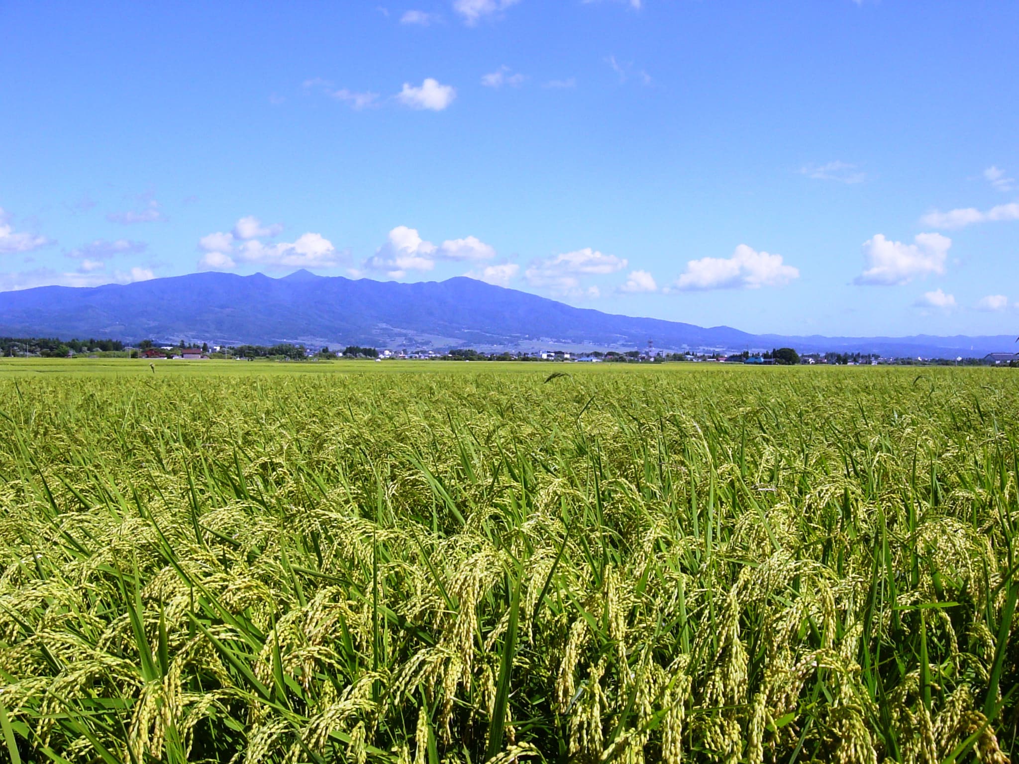 The golden Aizu Plain in September