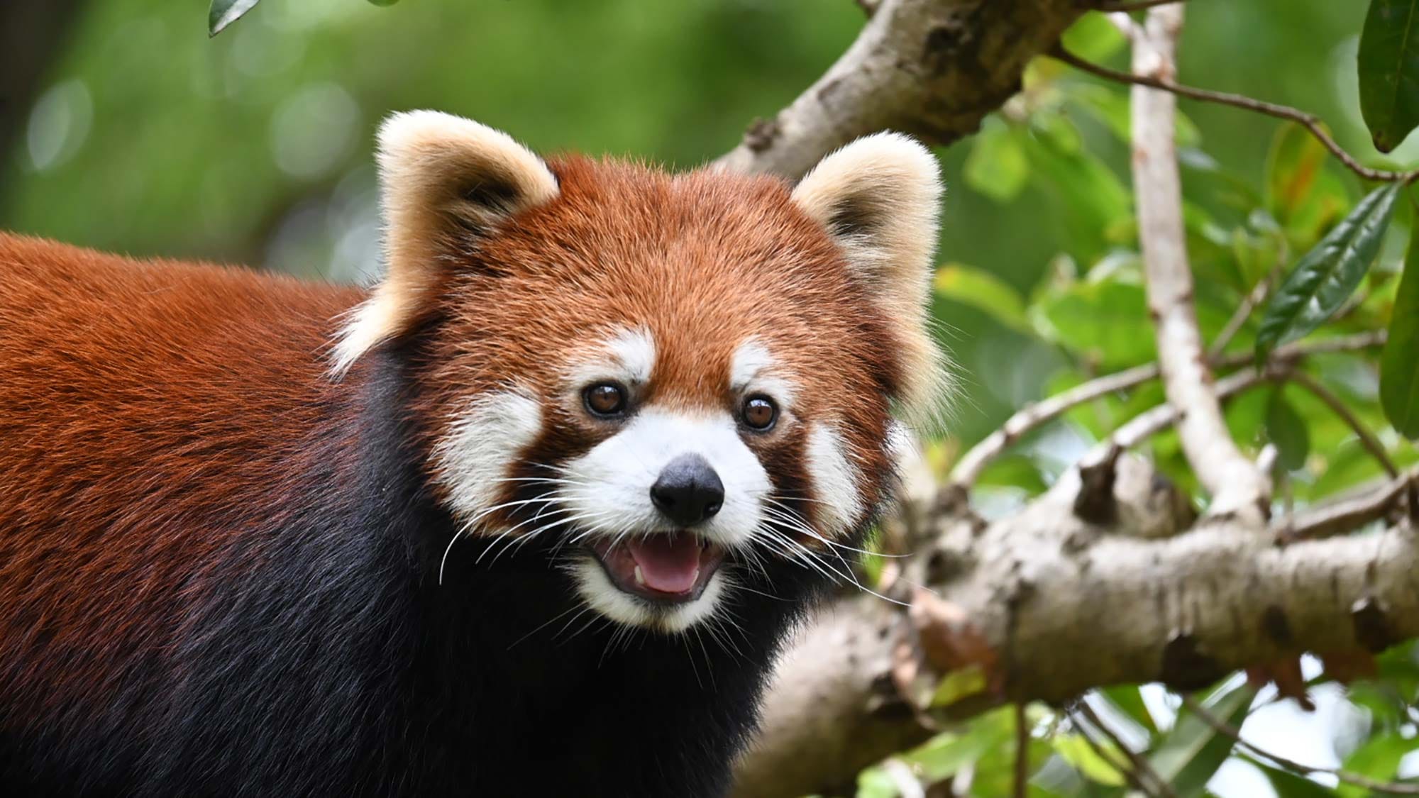 Red Panda
