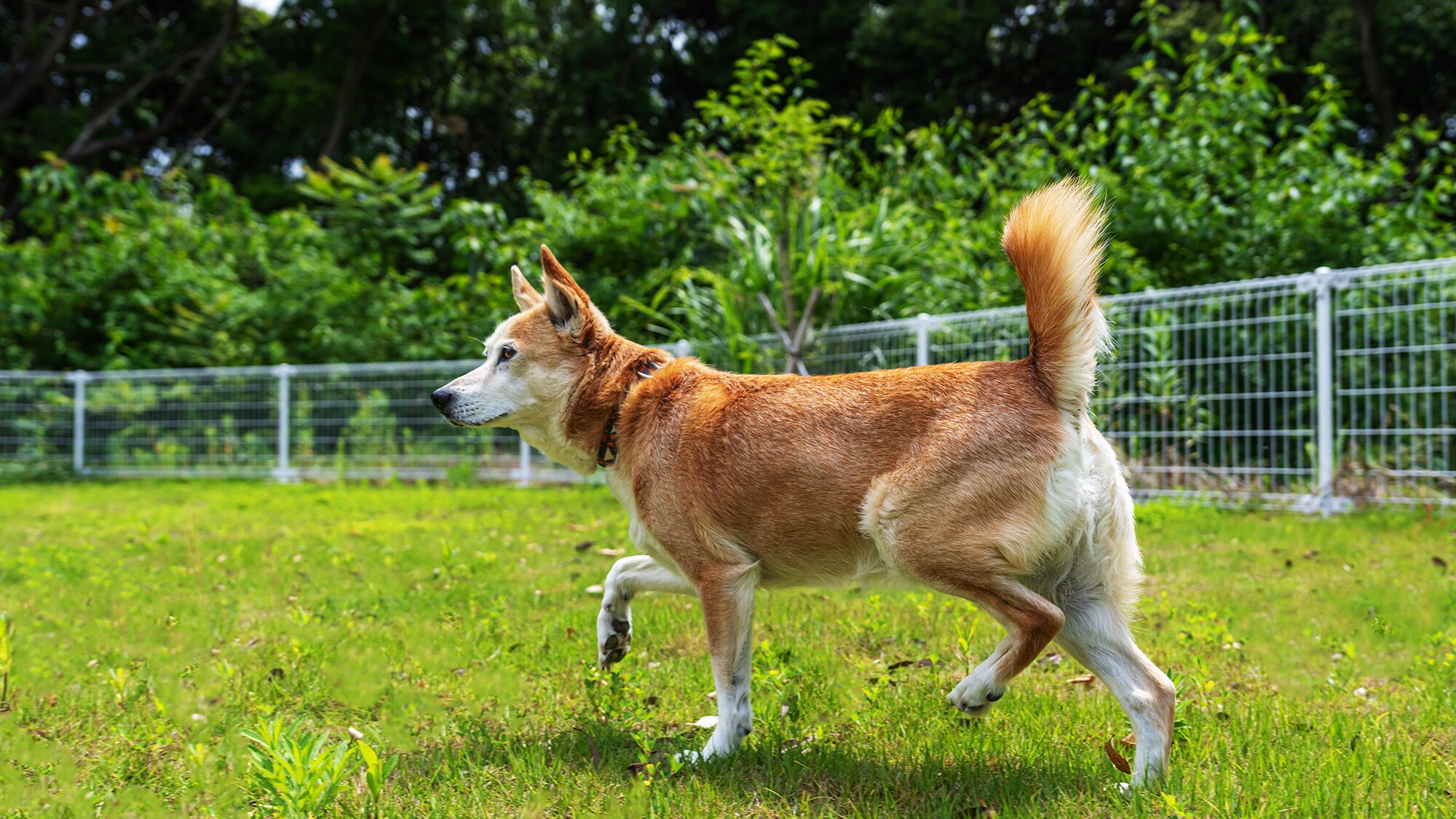 A garden villa with a spacious garden. Your dog will love it!