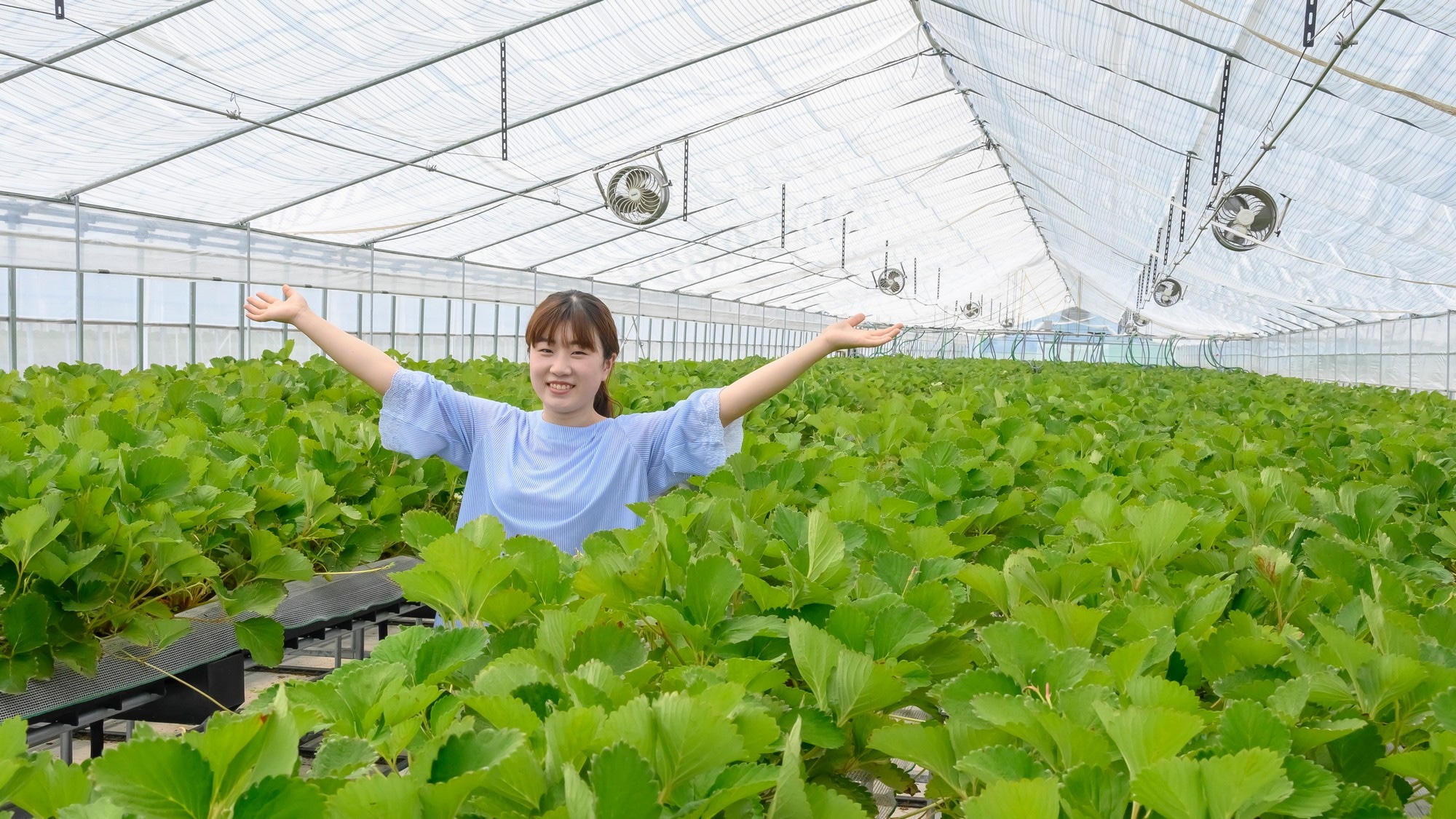 [Hot spring strawberry cultivation] Excellent balance of sweetness and sourness! Delicious strawberries are growing!