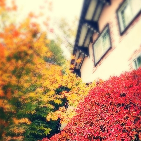 Autumn appearance (late October)