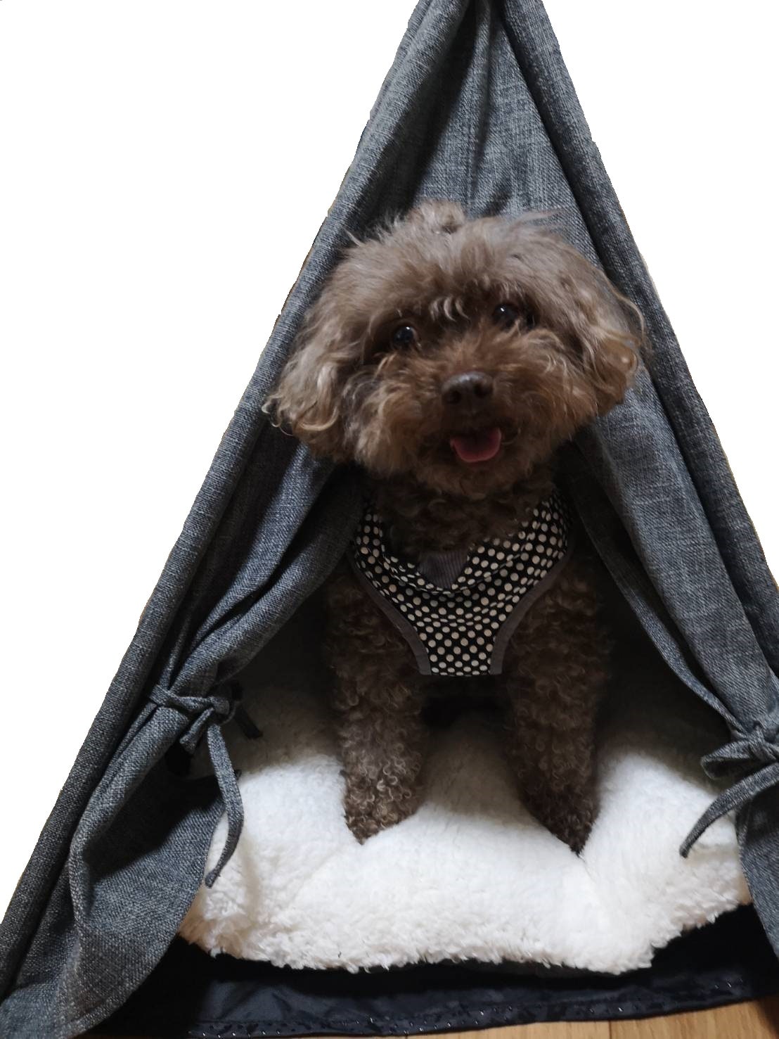 我是阿波罗（玩具贵宾犬），销售经理。