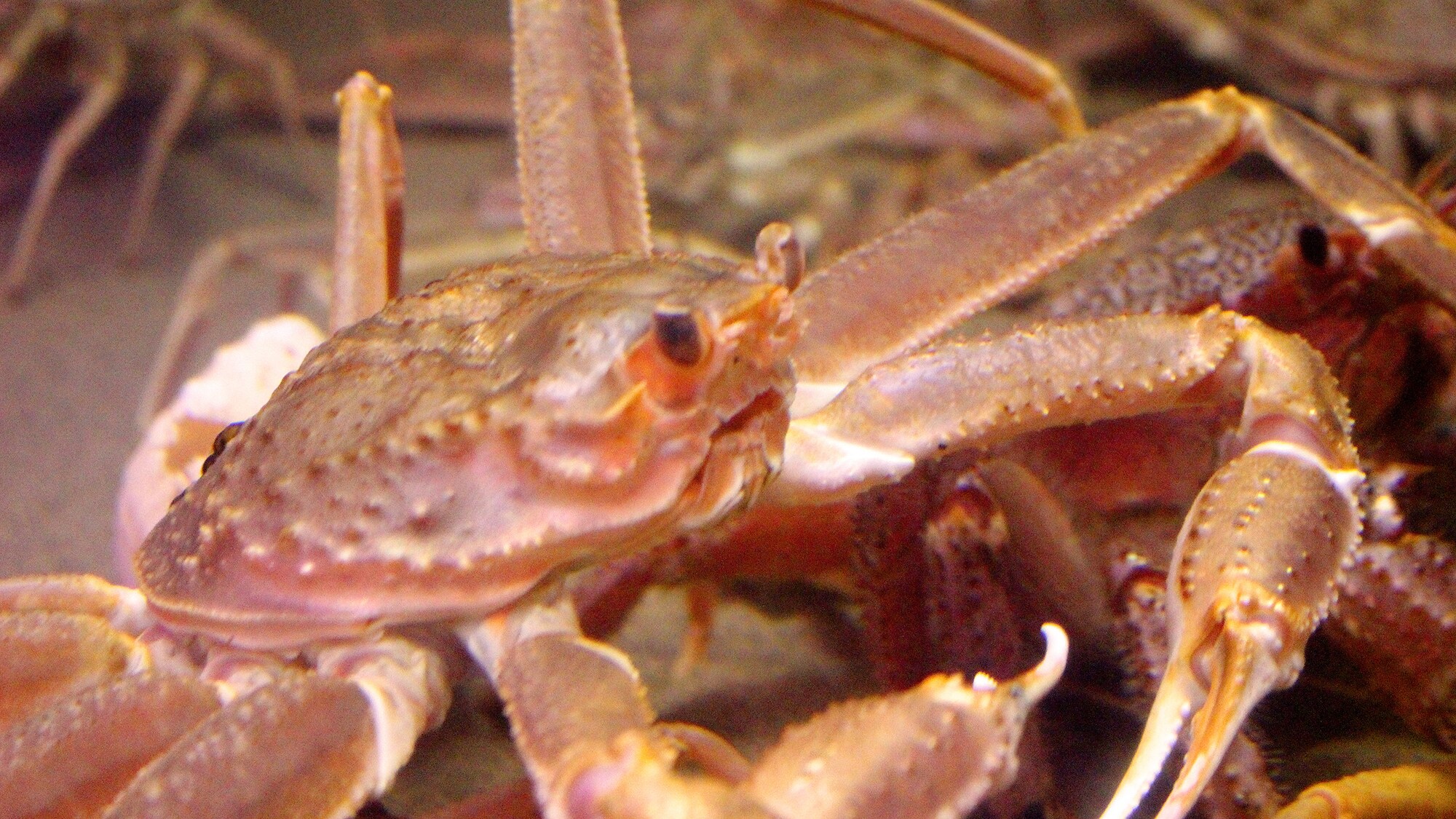 漁港より仕入れたカニを生け簀へ。食べる直前に〆てご提供いたします。