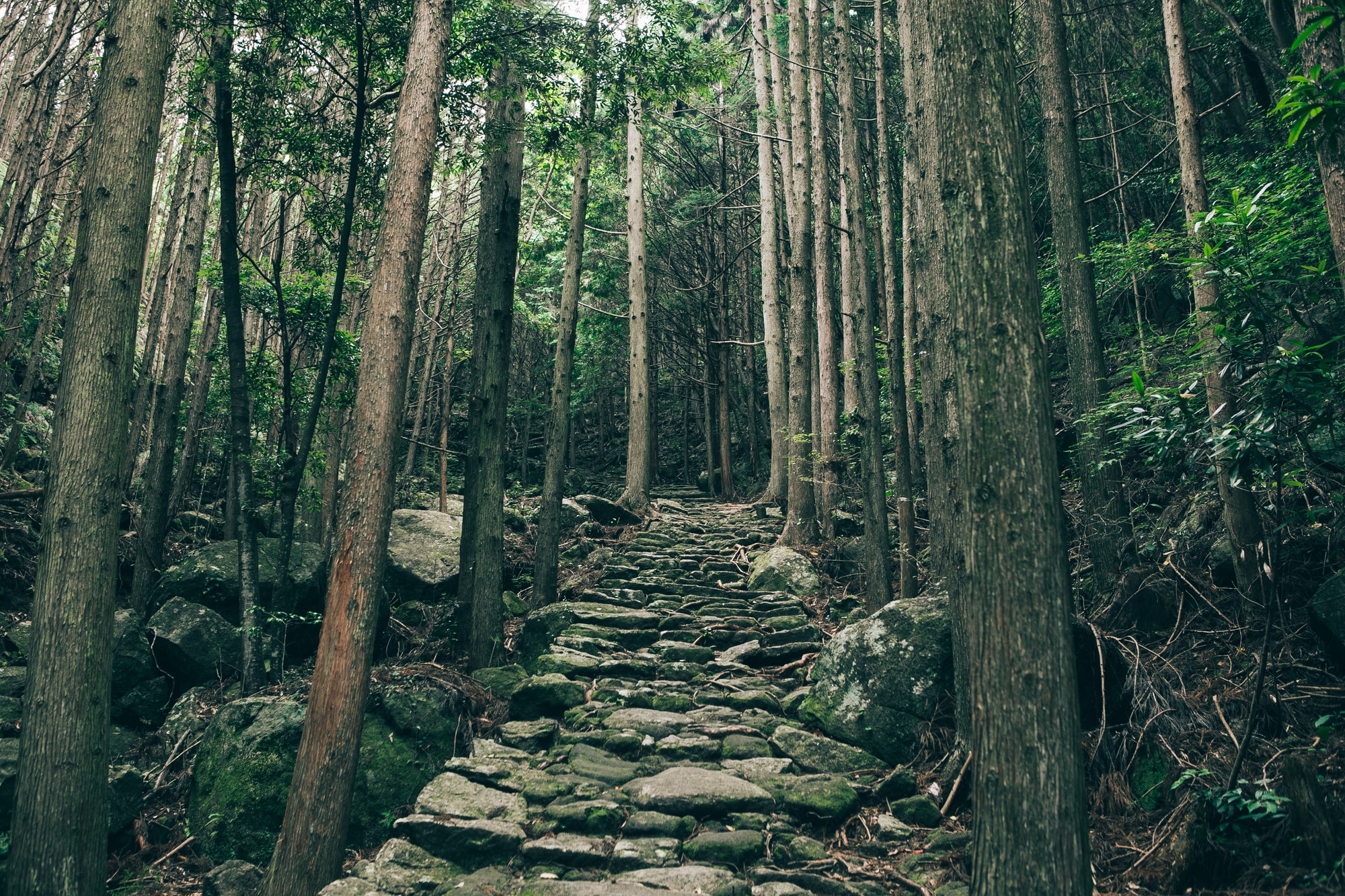 Kumano Kodo Matsumoto Pass