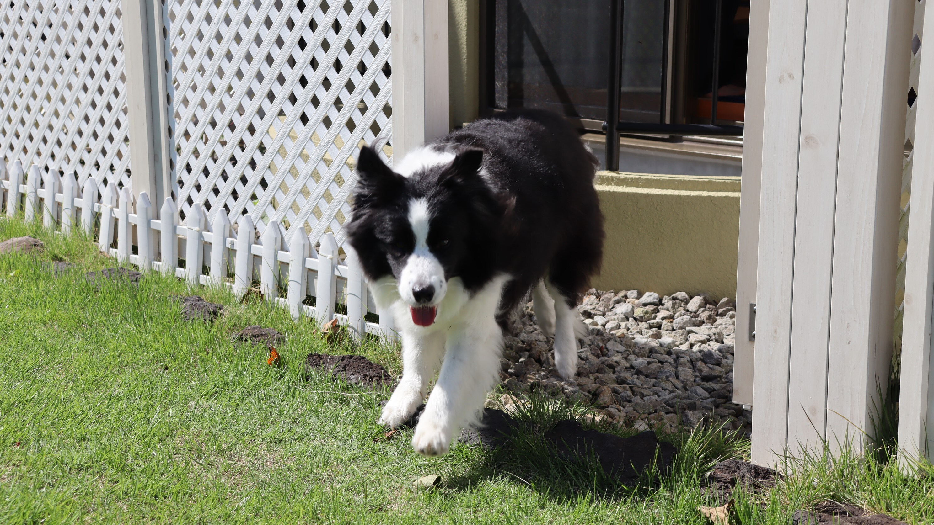 เหมาะสำหรับผู้ที่รักการวิ่งเล่นสุนัข♪ 0 นาทีถึงพื้นที่วิ่งเล่นสุนัข!