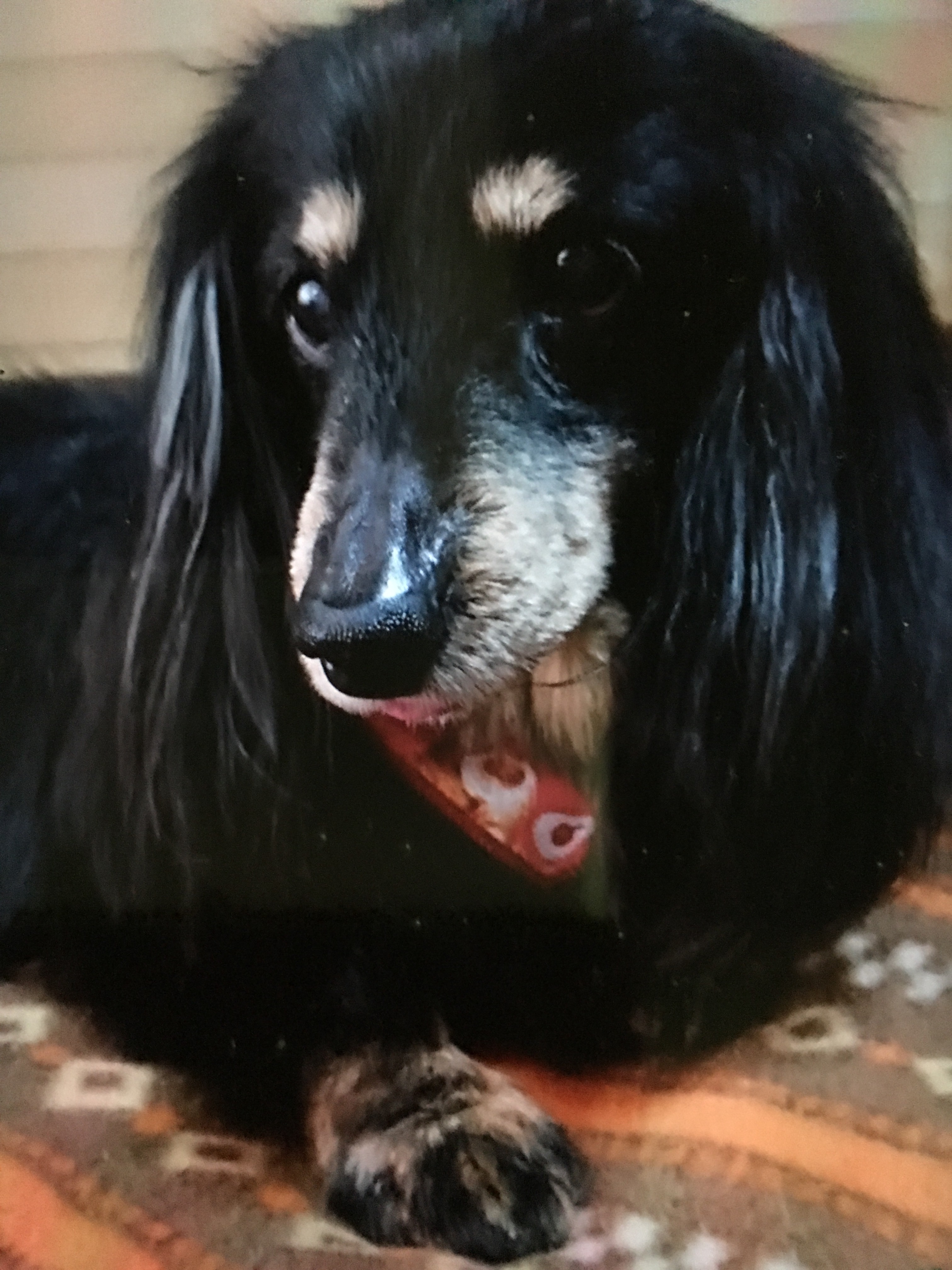 Pet dog 1
