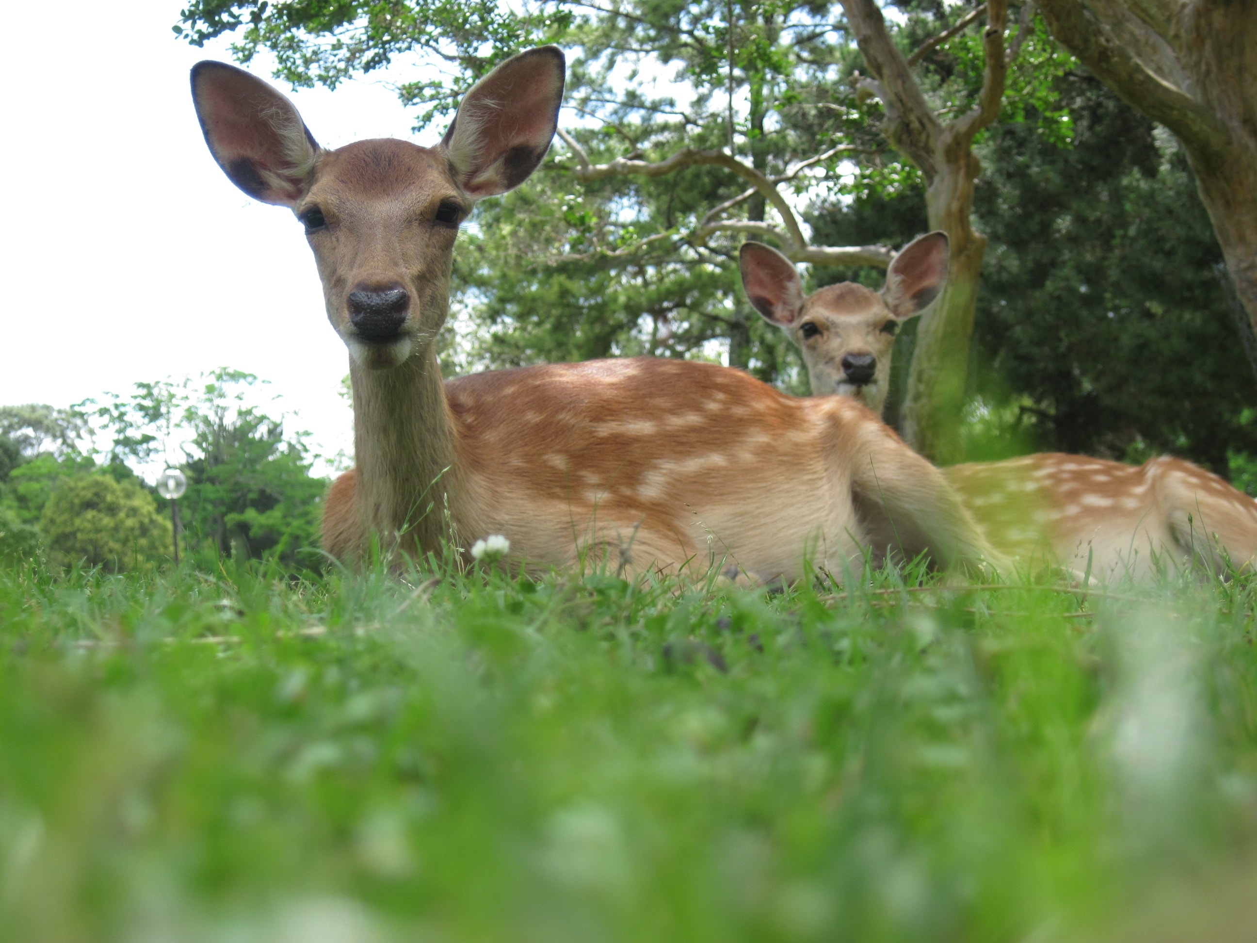 Deer in Nara Park