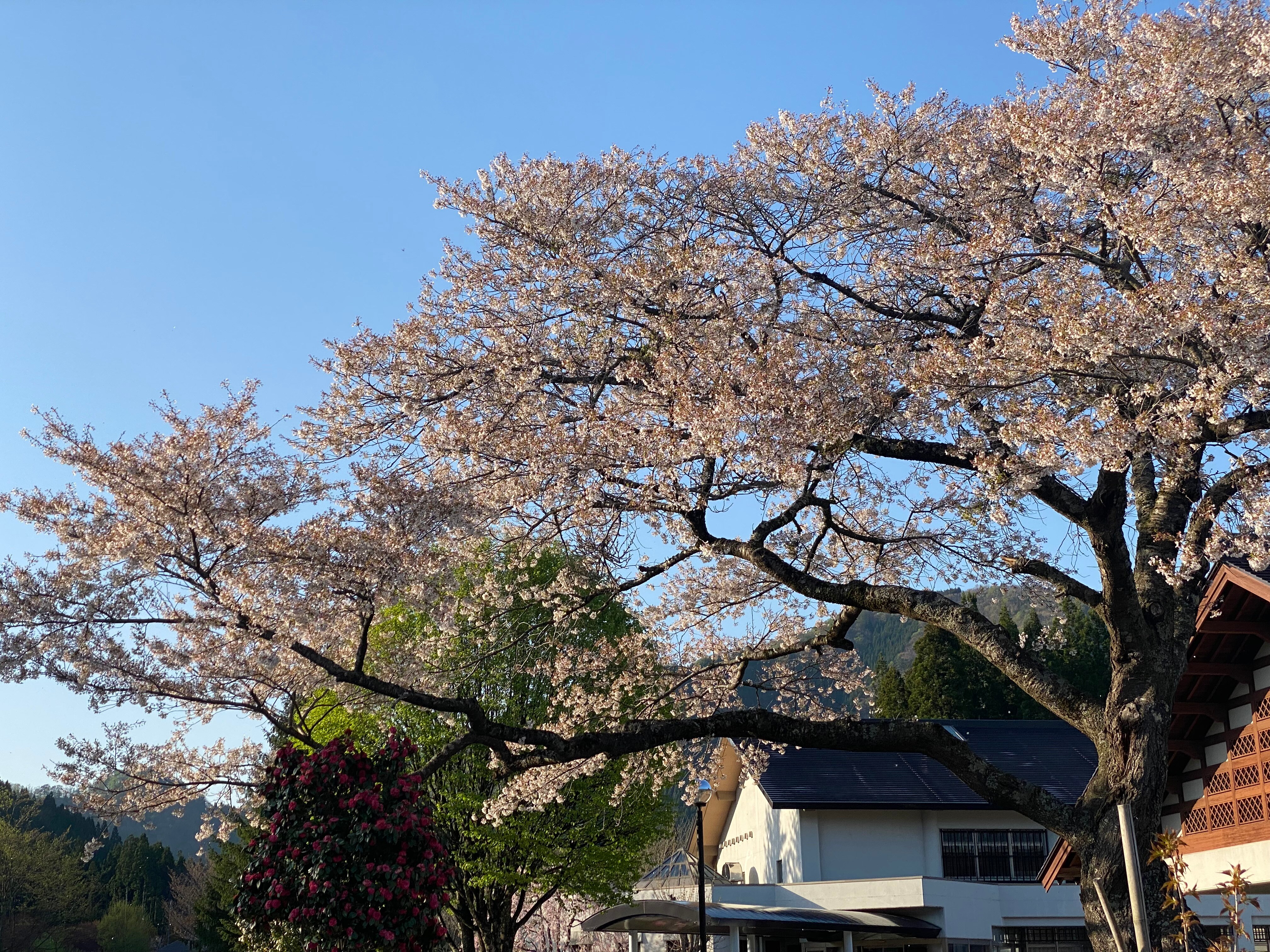 Eksterior (bunga sakura)