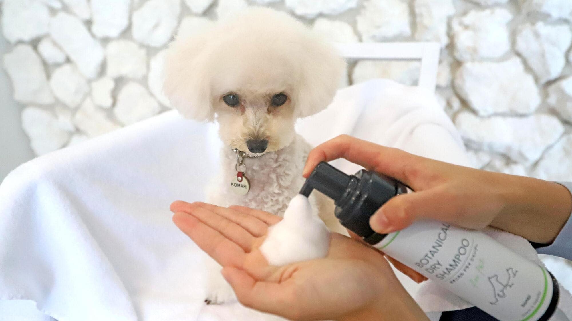 Amenities for your dog
