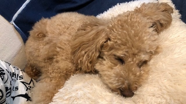 Pet-friendly rooms available