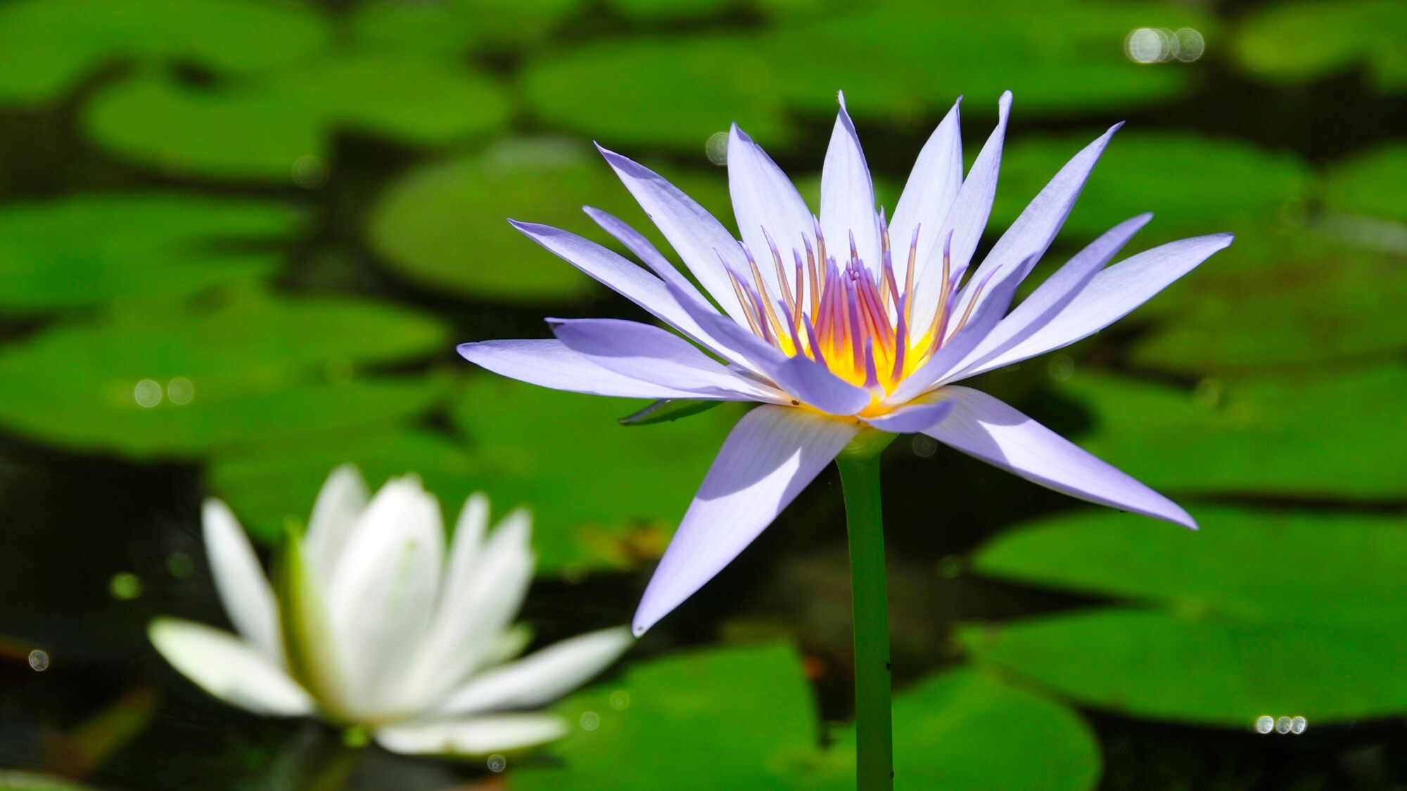 *[Nearby sightseeing/Monet's Garden] Easily accessible, just 5 minutes by car.