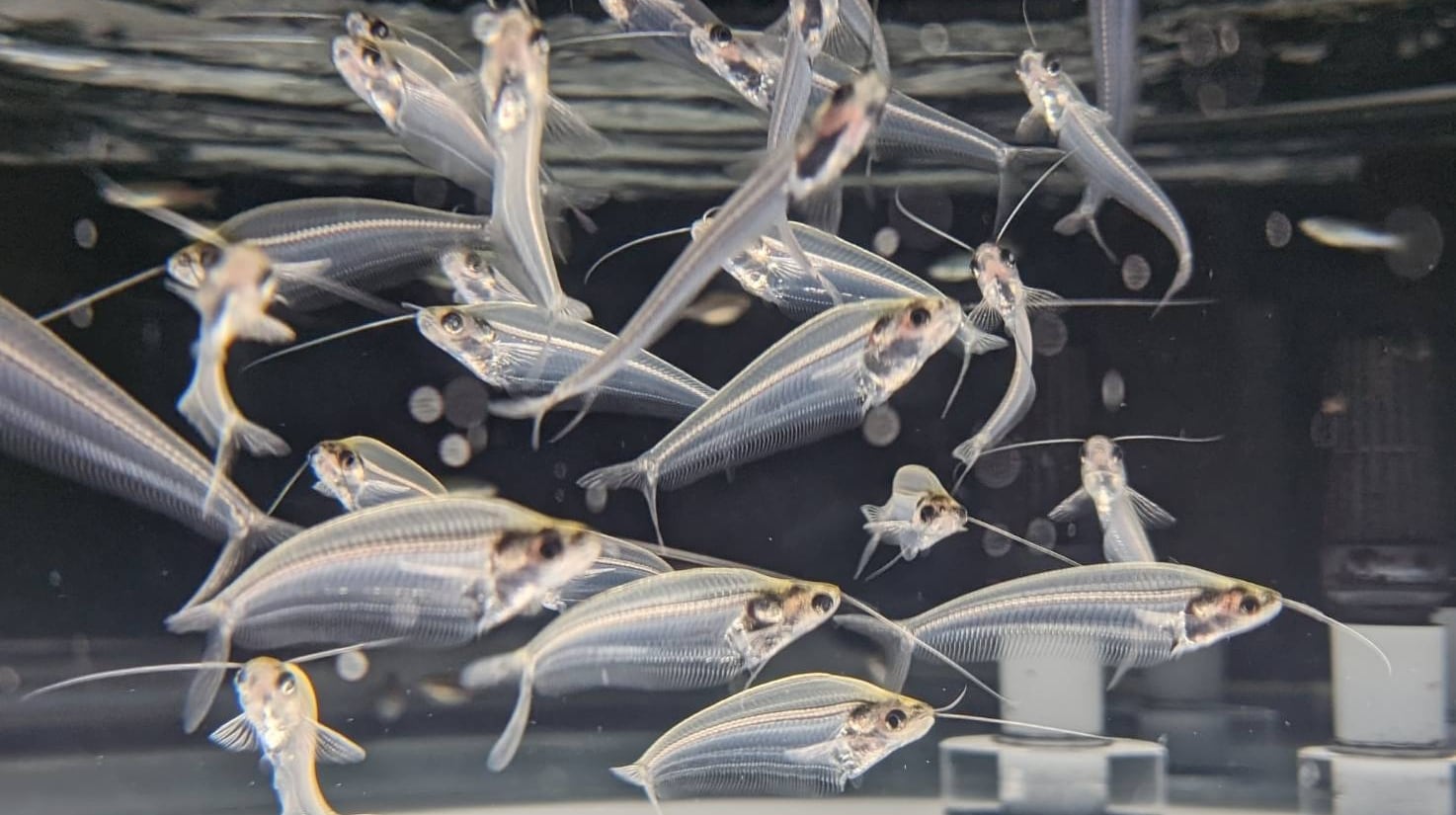 ◆Northern Land Aquarium/Onneyu (about 40 minutes by car)