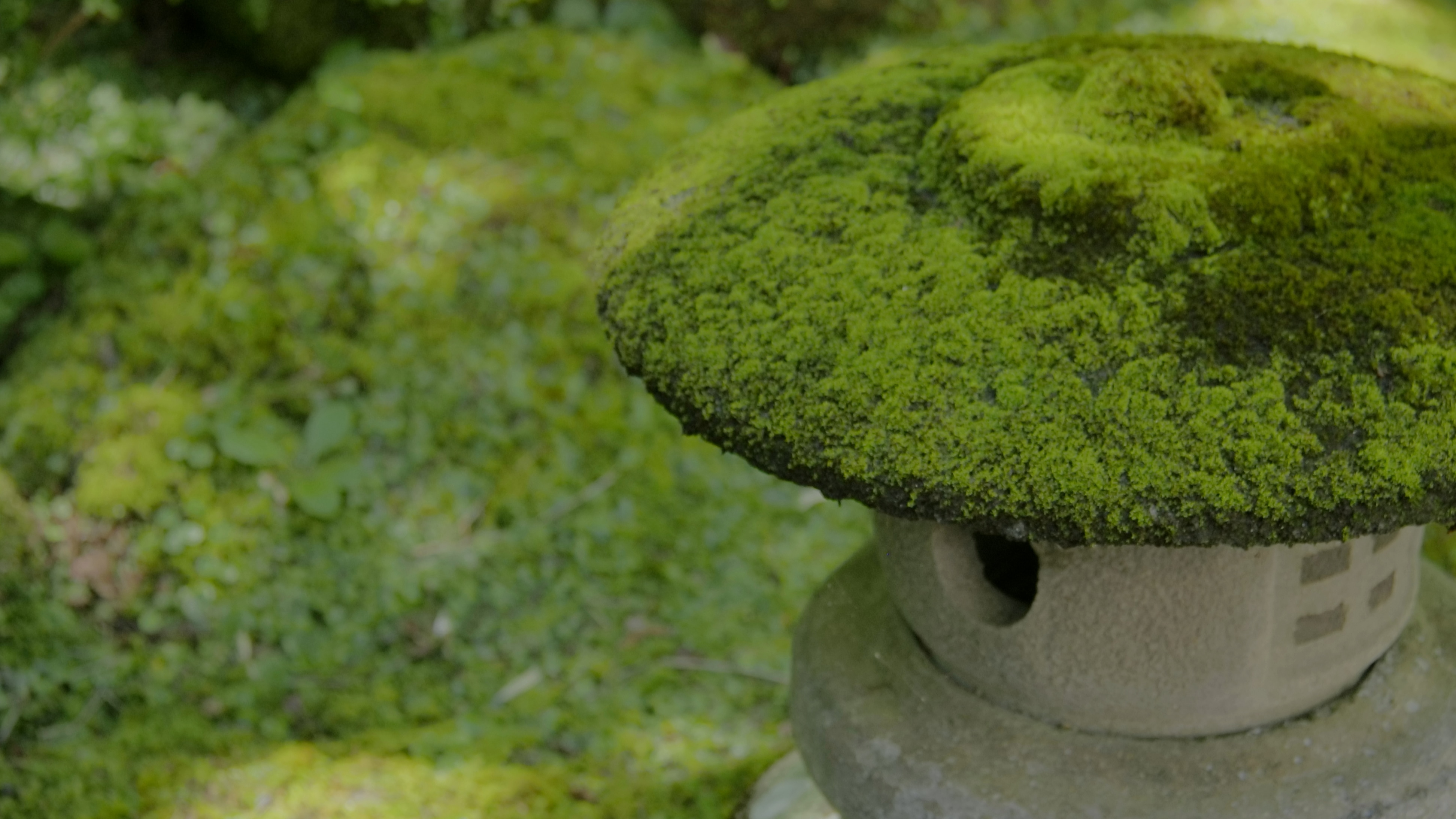 日式庭园（苔藓图片）