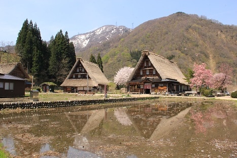 Sakura and gassho-zukuri reflected in the rice fields