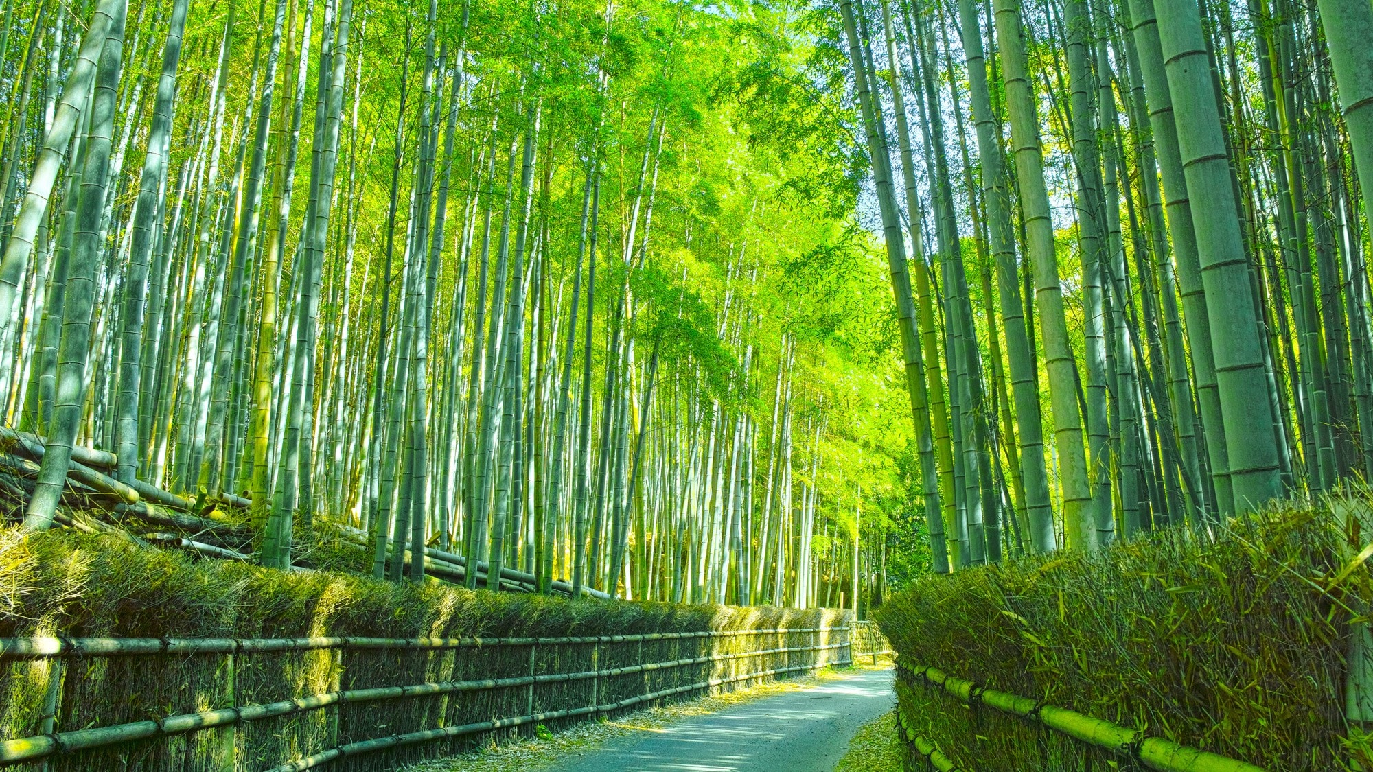 Dạo quanh Kyoto Hình ảnh rừng tre