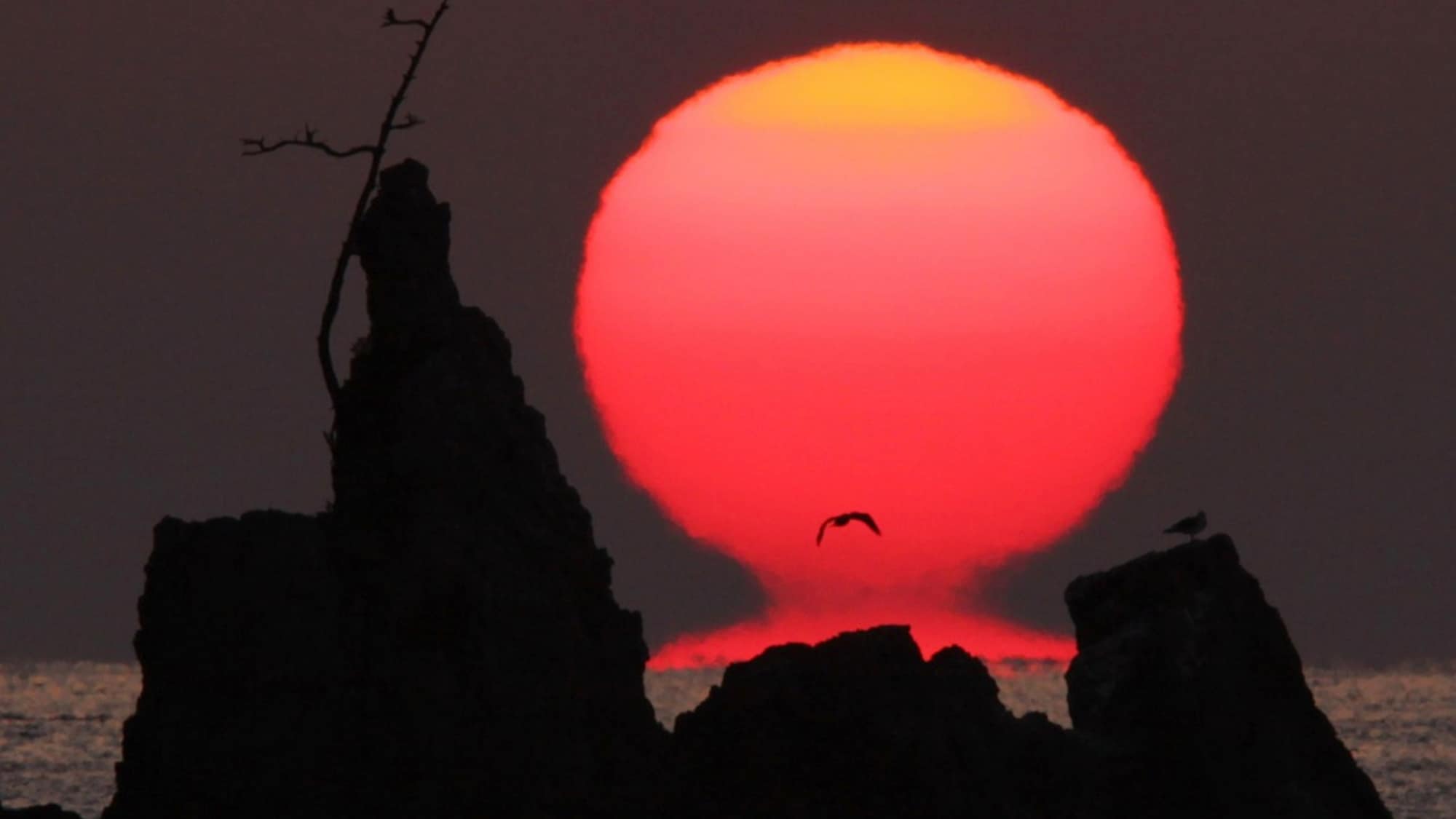 * [Daruma Sunset] Tradisi musim dingin di Teluk Sukumo. Disebut juga "keberuntungan matahari terbenam" karena sangat jarang melihatnya.