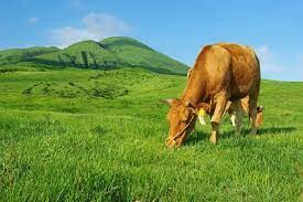 Aso red cow