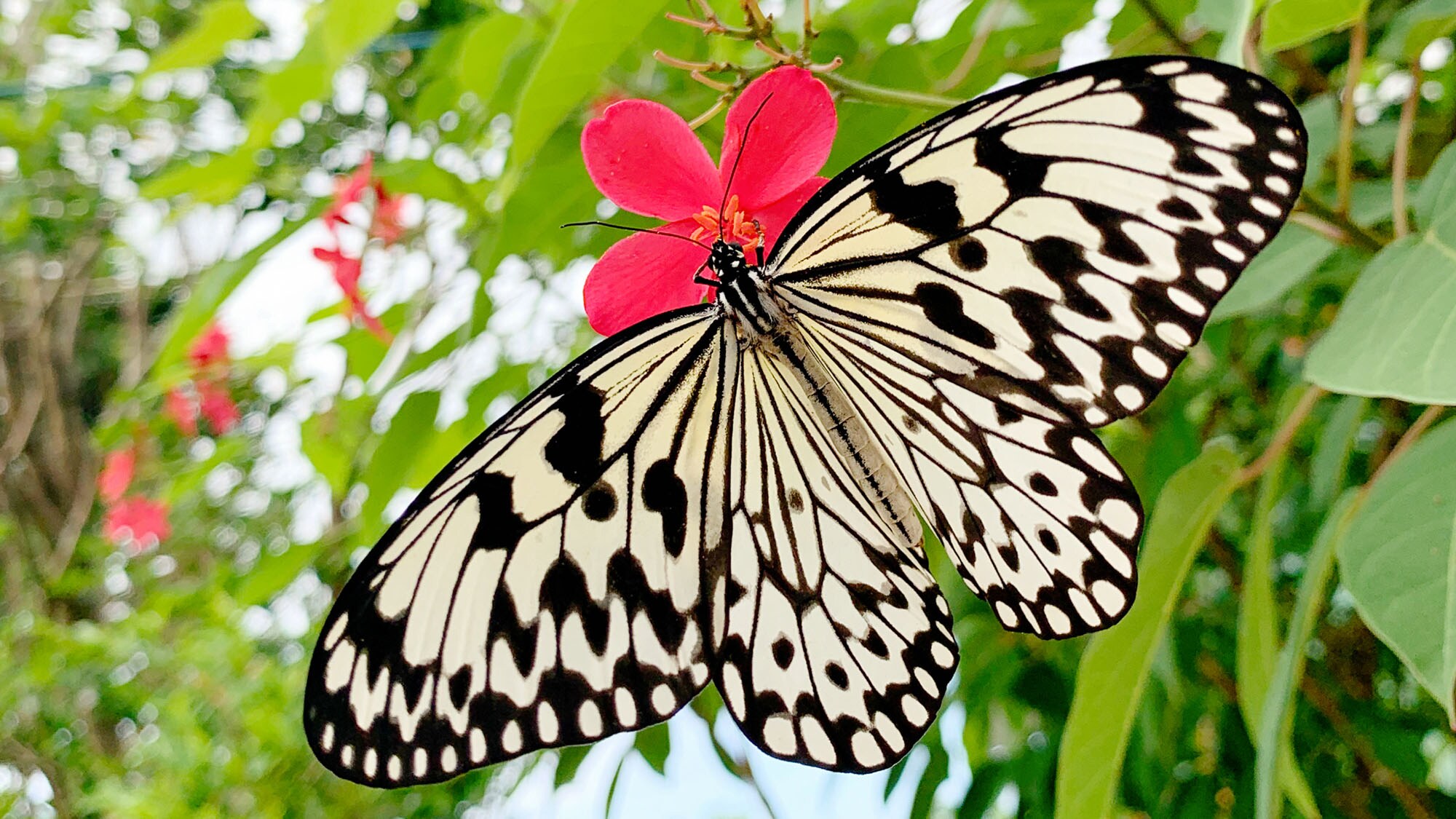 ・[Garden] Living things gather in the garden full of nature.