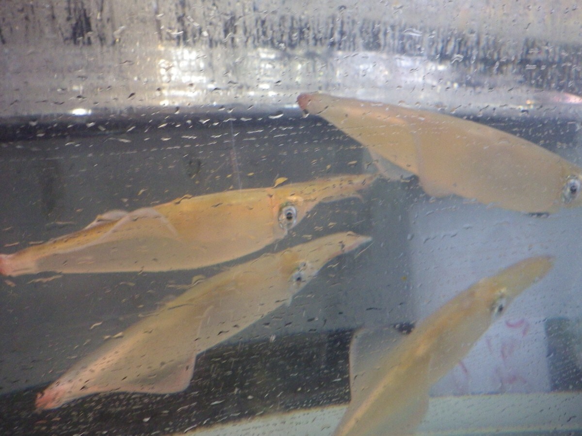 A live squid swimming smoothly