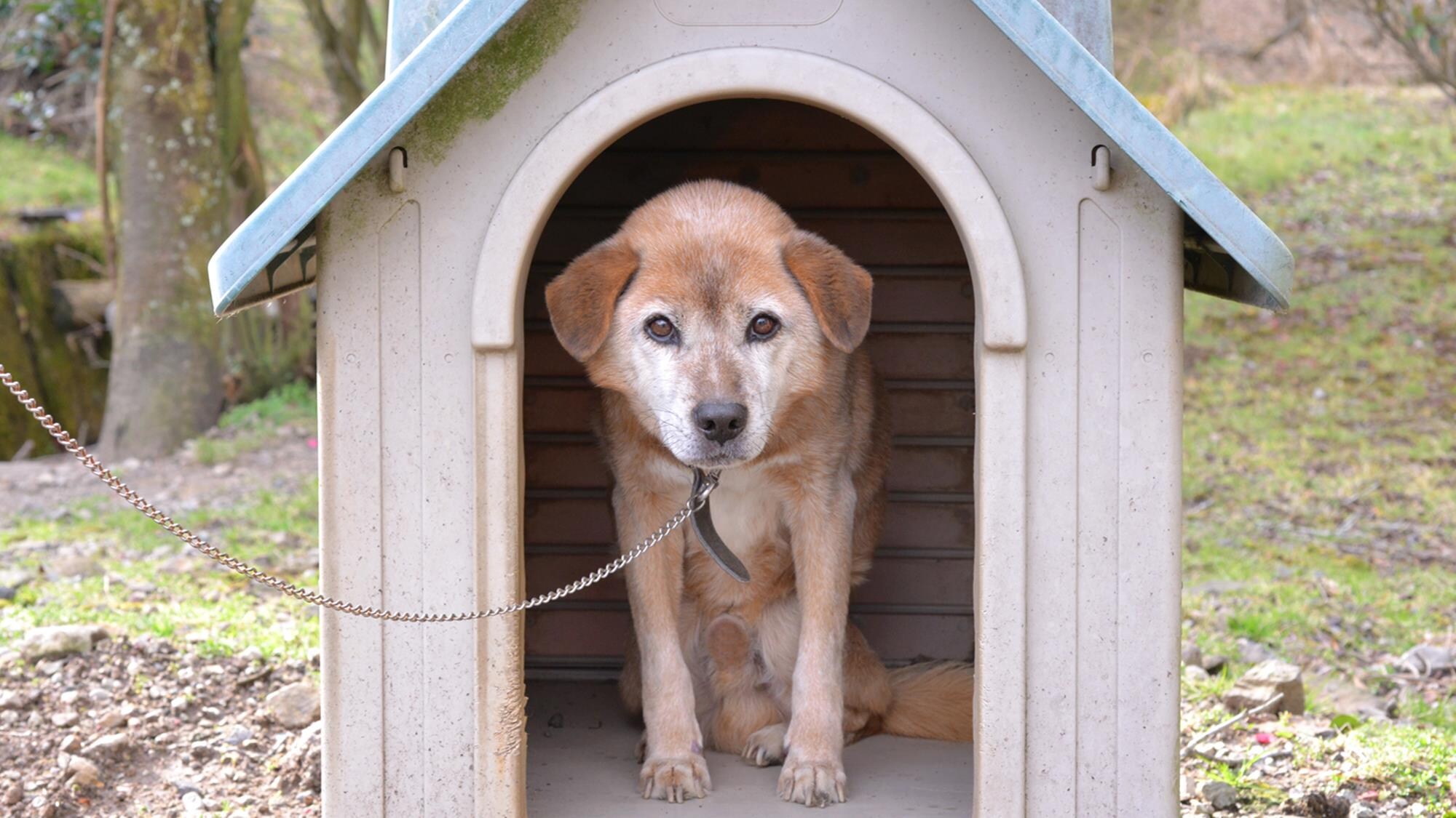 * [招牌狗]歡迎寵物☆住宿費每隻狗1500日元（有招牌狗等待的人）