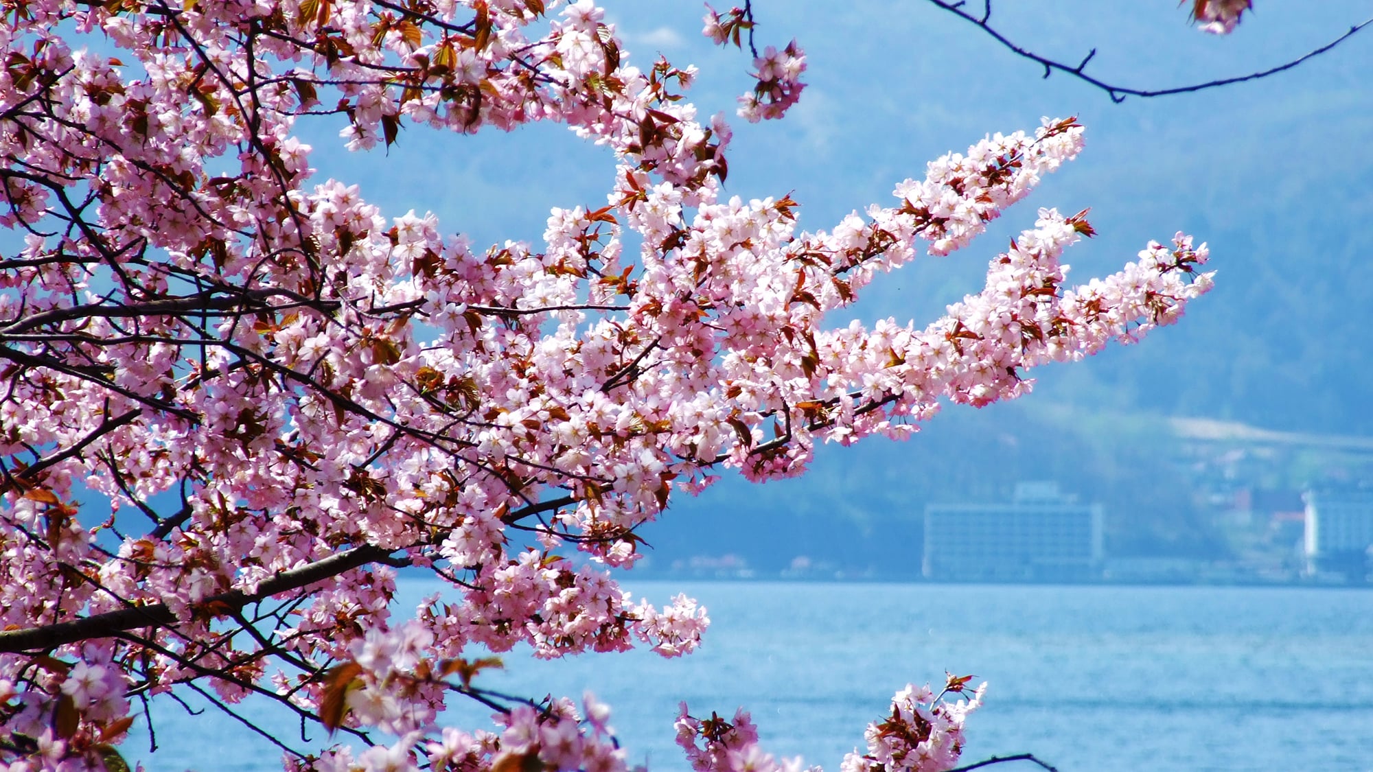 ■天空の自然美-標高625m-■【春】