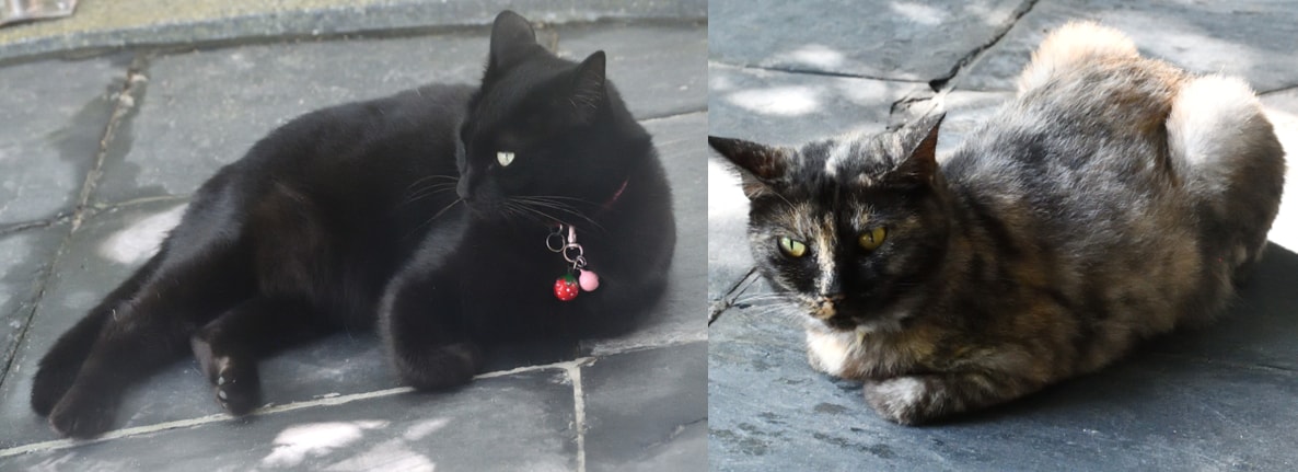猫.png