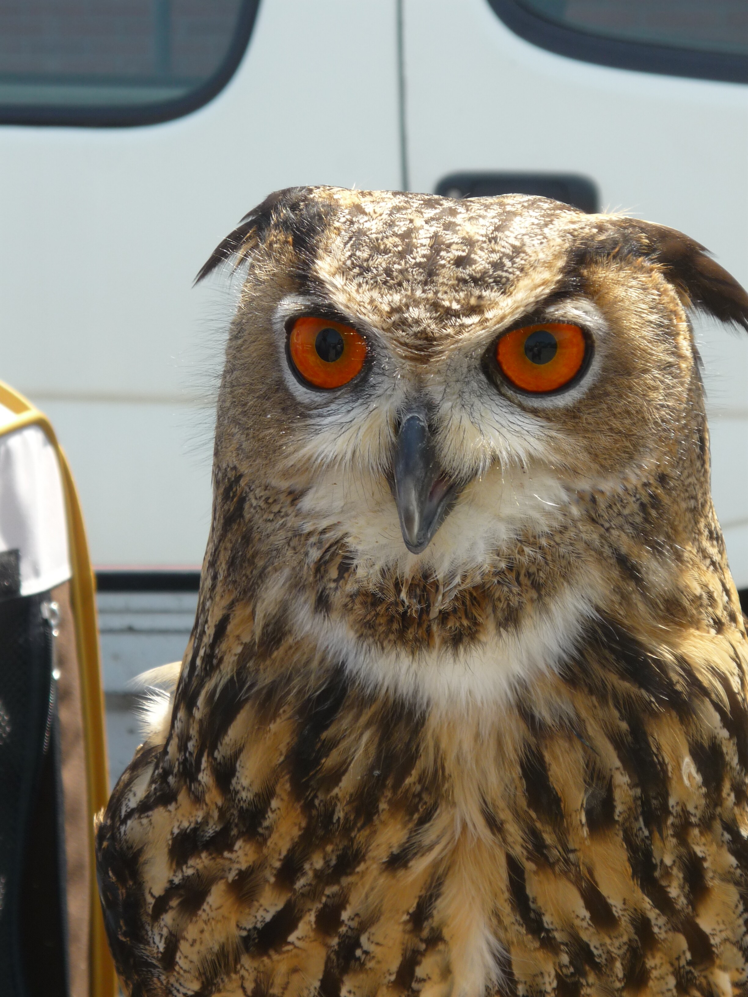 Bubo the Owl