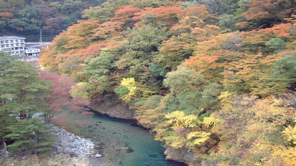 autumn leaves