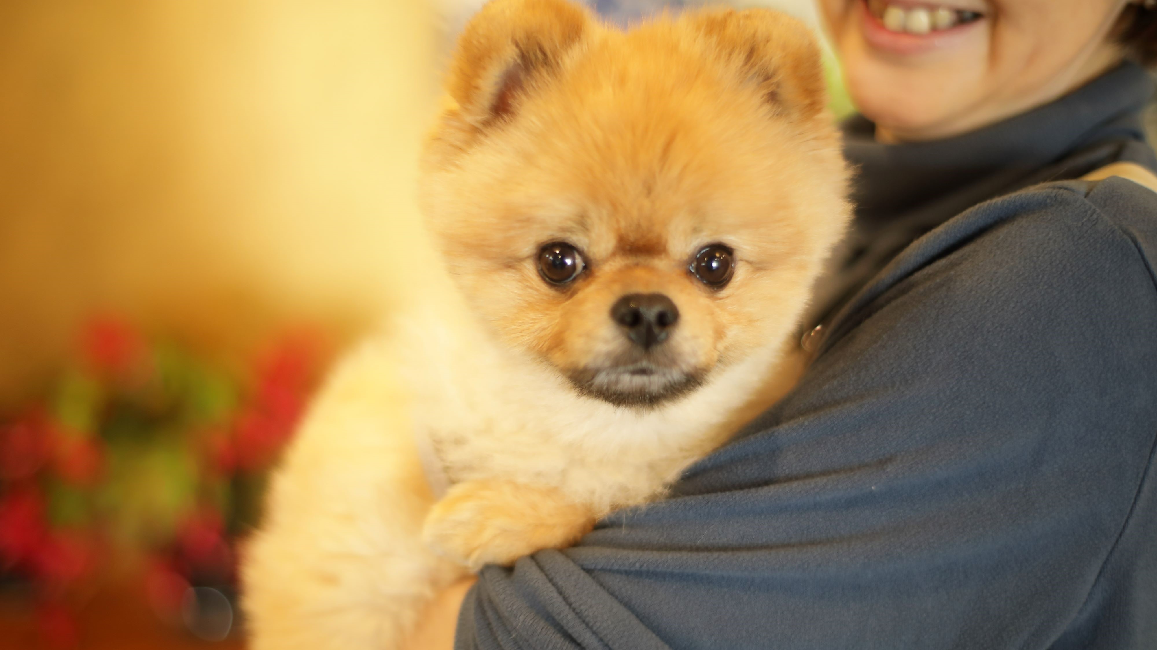 Our mascot dog is Raku-chan. We only accept three groups of guests per day who stay with their dogs.