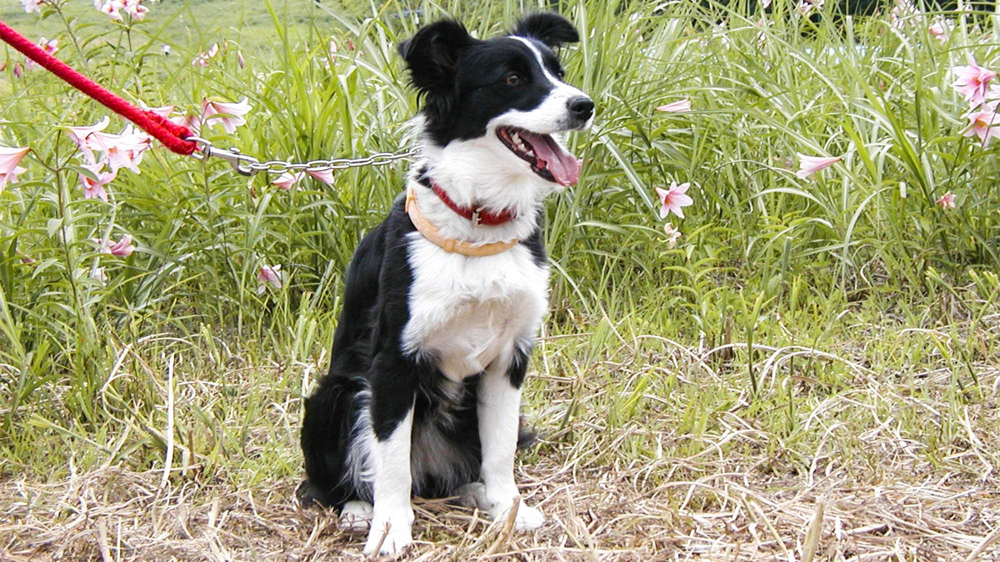 ・ Cura, the signboard dog, friends are also welcome ♪